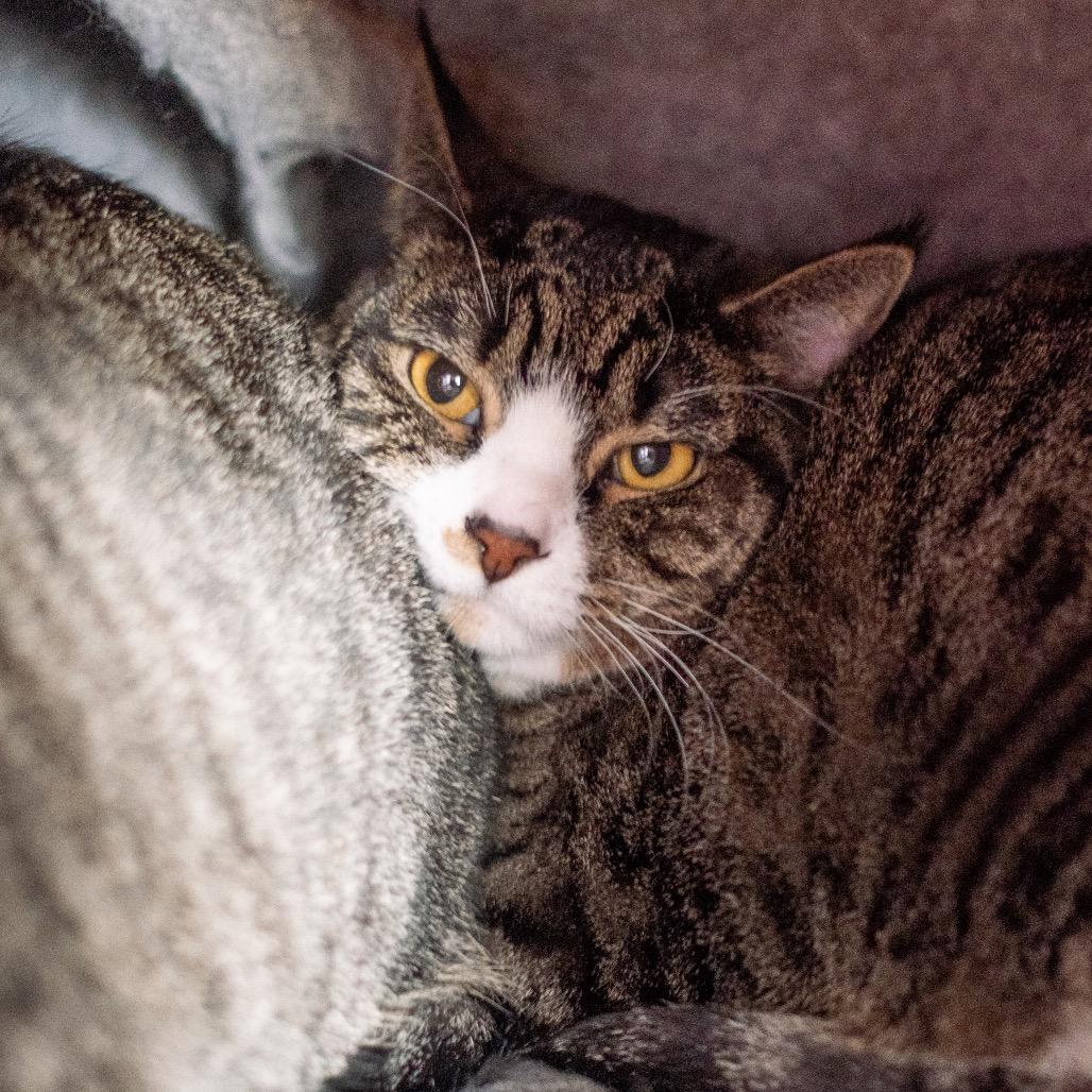 Shirley Jones, a Adoptable Domestic Short Hair in Inver Grove Heights, MN image 2/5