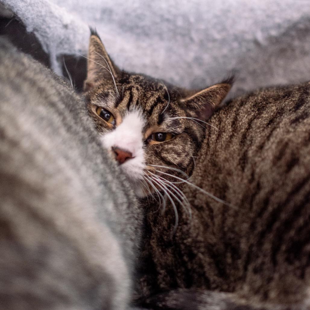 Shirley Jones, a Adoptable Domestic Short Hair in Inver Grove Heights, MN image 3/5
