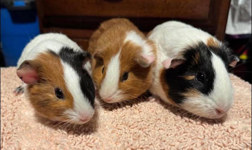 Hazel, Mia, and Evie, Adoptable, Baby Female Guinea Pig.