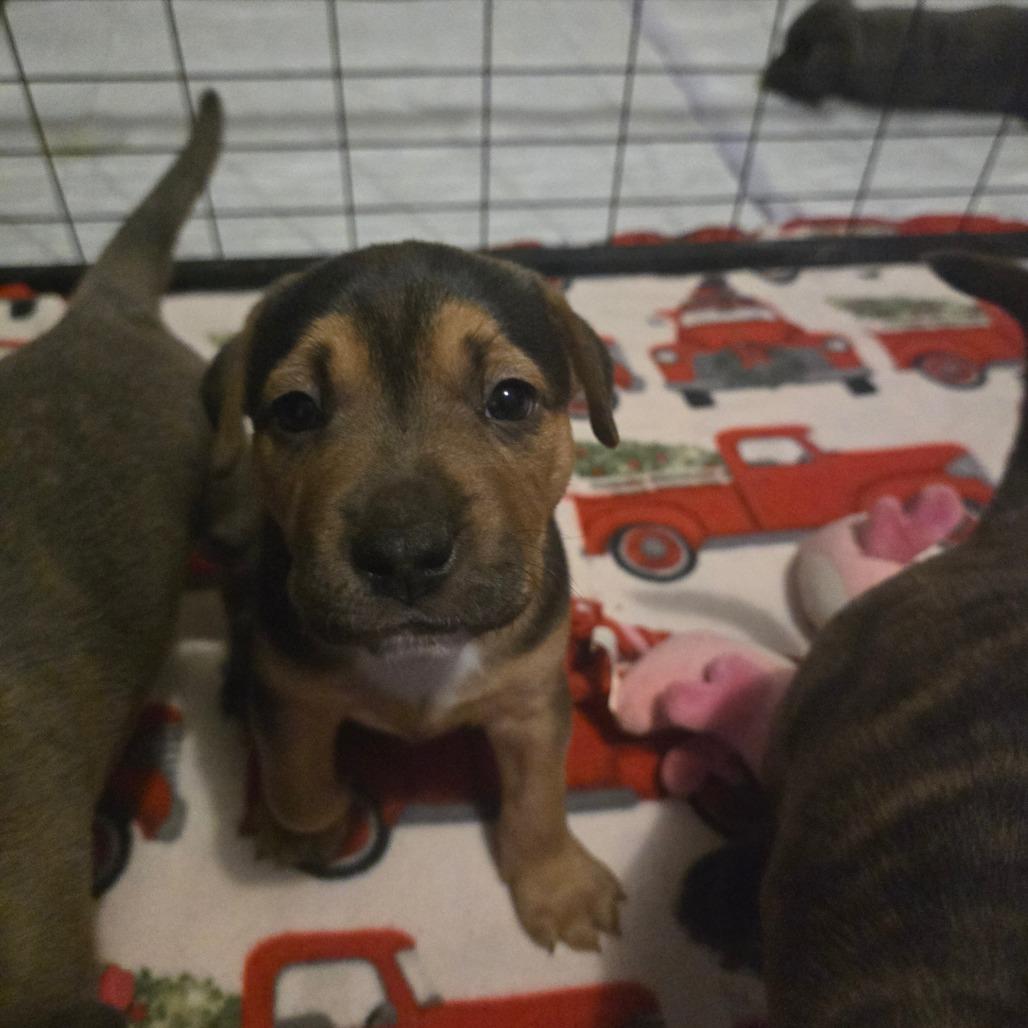 Shep, Adoptable, Puppy Male Pit Bull Terrier.