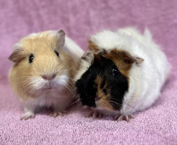 Diamond, Adoptable, Young Female Guinea Pig.