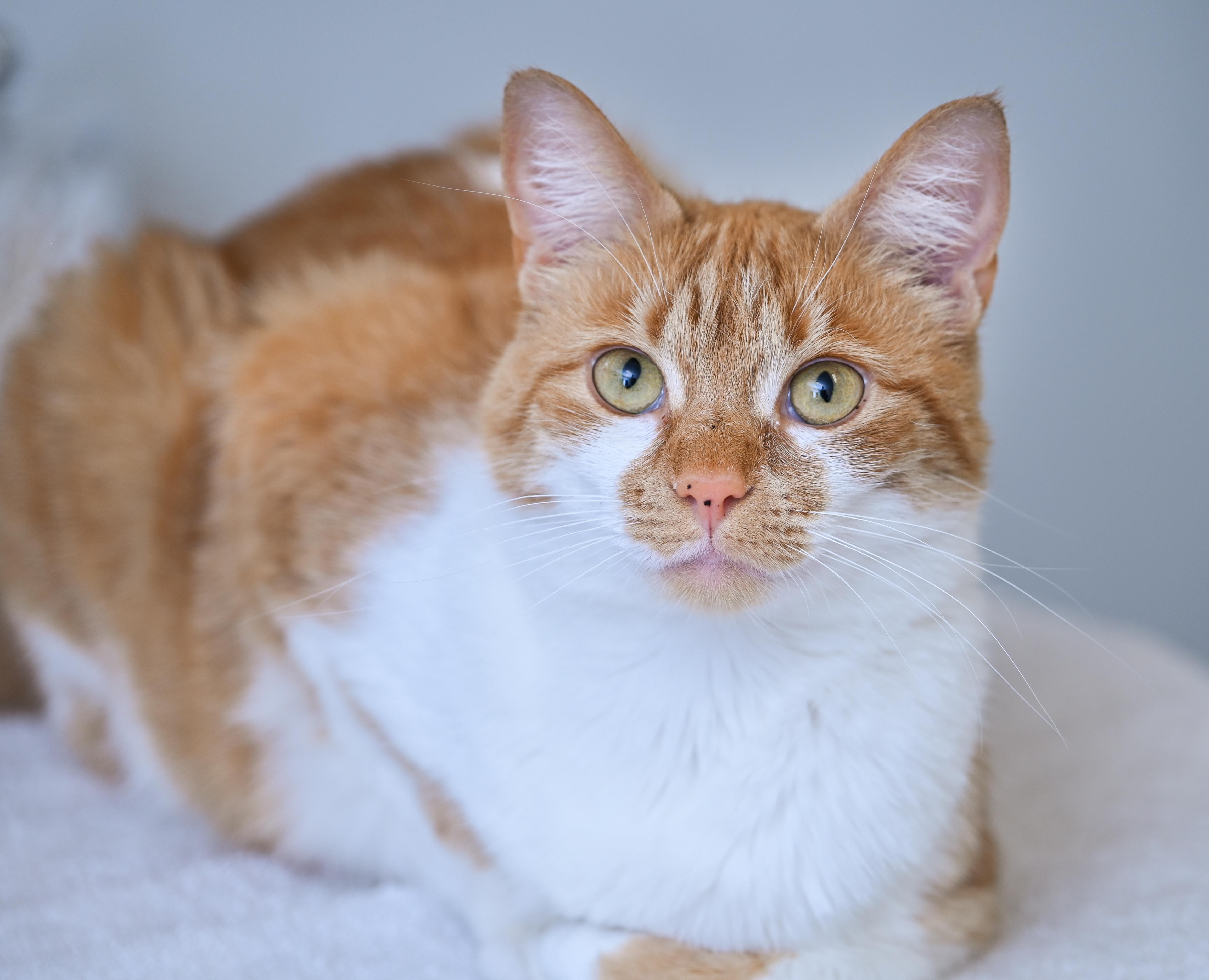 Enlarge Olivia , a ADOPTABLE mixed breed in Chattanooga, TN image 1/6