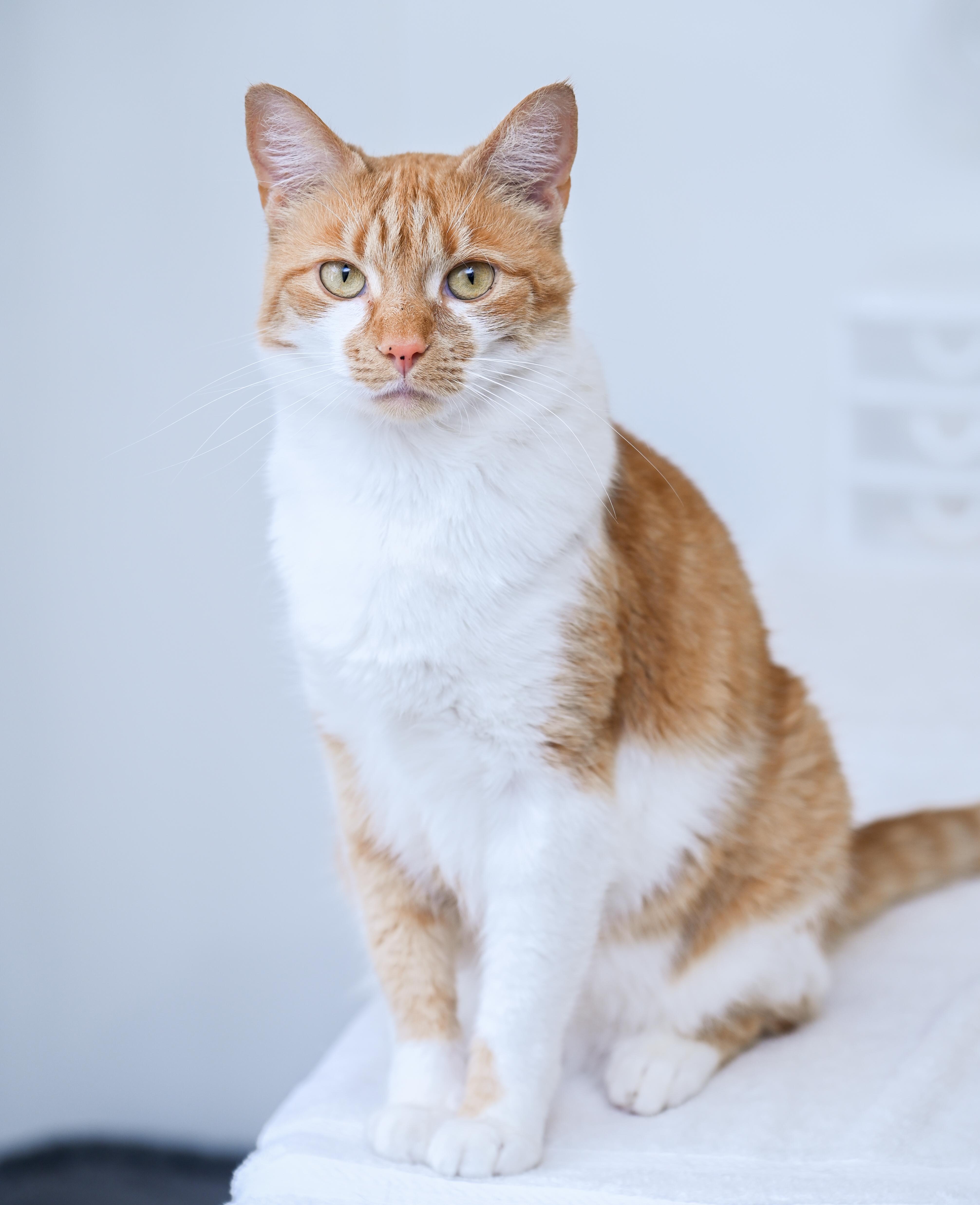 Enlarge Olivia , a ADOPTABLE mixed breed in Chattanooga, TN image 6/6