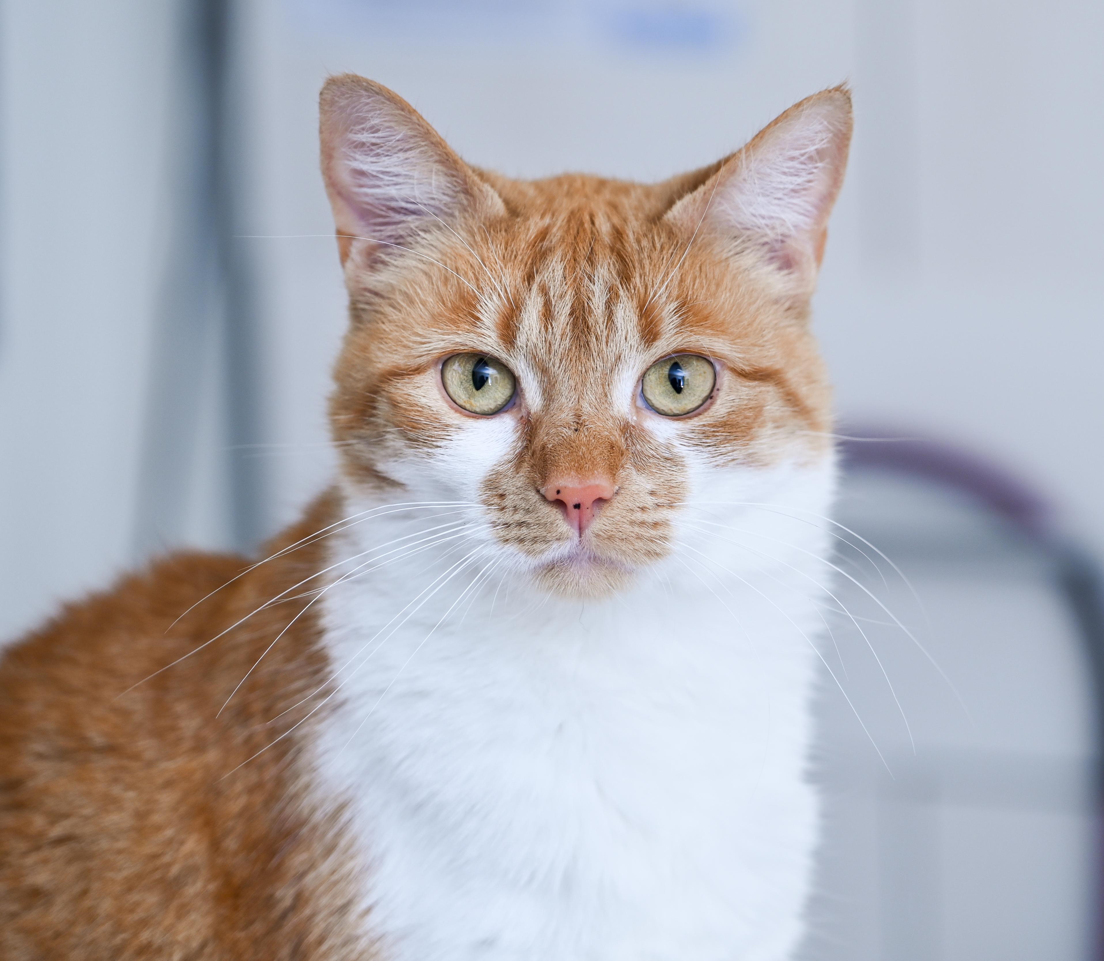 Enlarge Olivia , a ADOPTABLE mixed breed in Chattanooga, TN image 2/6