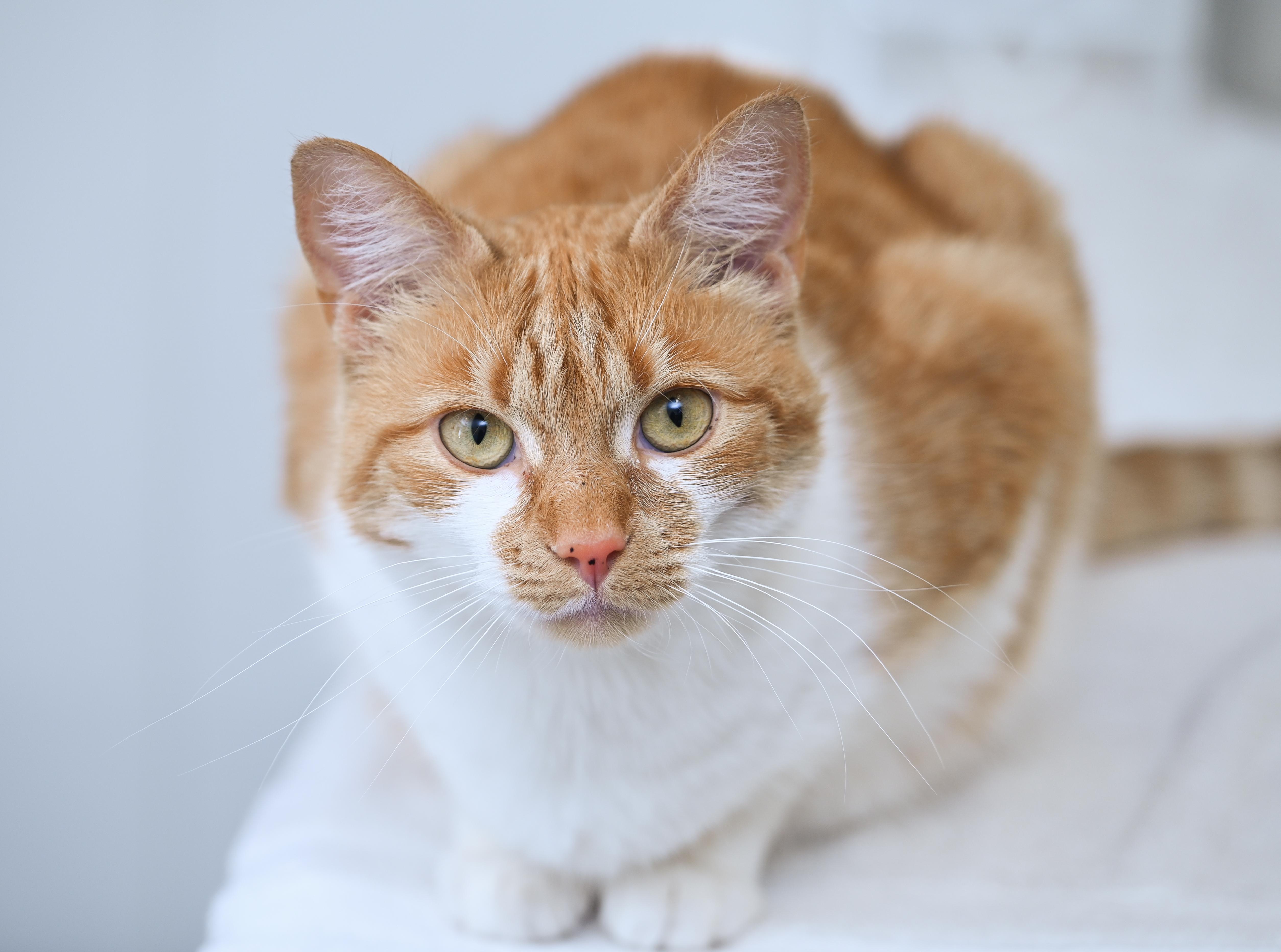 Enlarge Olivia , a ADOPTABLE mixed breed in Chattanooga, TN image 4/6
