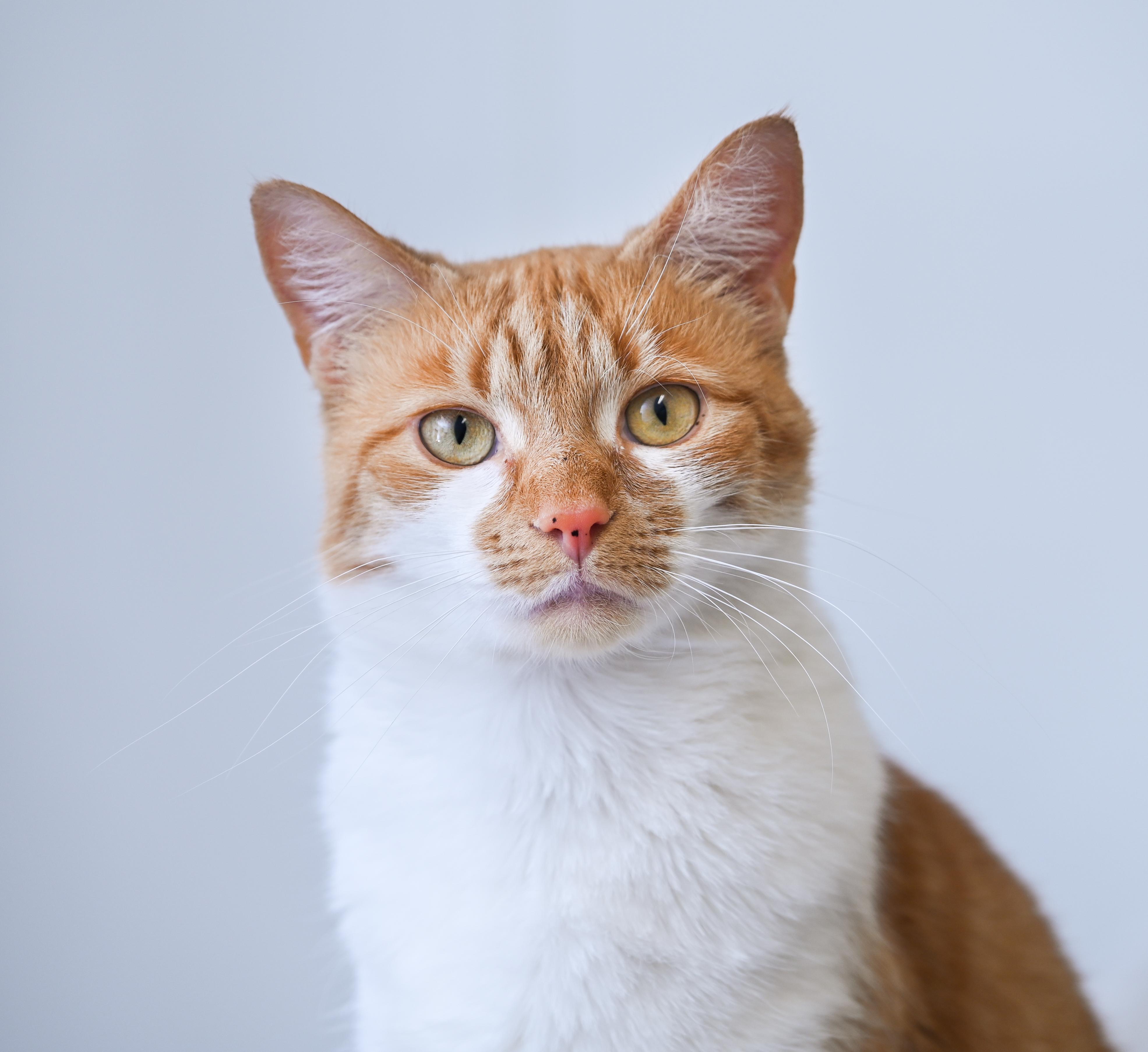 Enlarge Olivia , a ADOPTABLE mixed breed in Chattanooga, TN image 5/6
