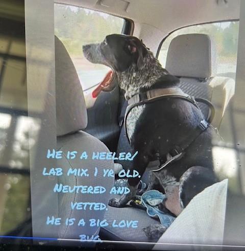 Enlarge Rebel, a Adoptable mixed breed in Lonsdale, AR image 4/5