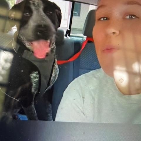 Enlarge Rebel, a Adoptable mixed breed in Lonsdale, AR image 2/5