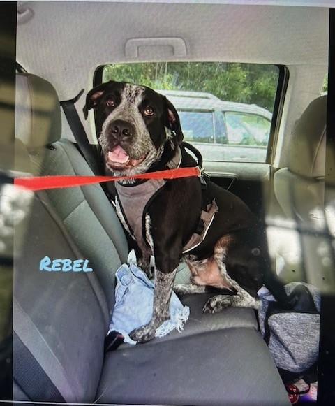 Rebel, Adoptable, Young Male Black Labrador Retriever & Australian Cattle Dog / Blue Heeler.