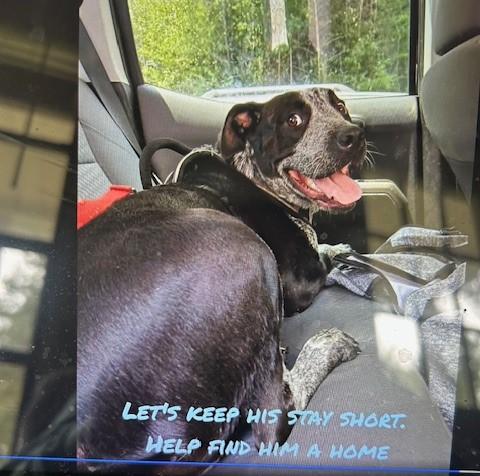 Enlarge Rebel, a Adoptable mixed breed in Lonsdale, AR image 5/5
