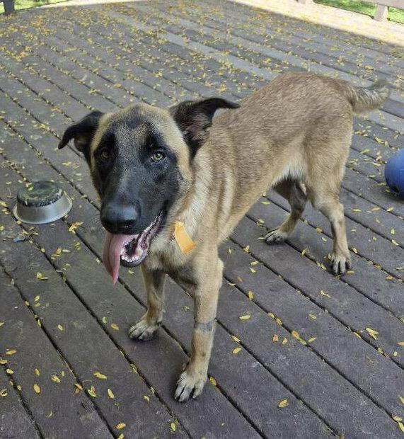 Enlarge Rupert, a Adoptable Shepherd in Hillside, IL image 1/3