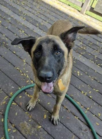 Enlarge Rupert, a Adoptable Shepherd in Hillside, IL image 2/3