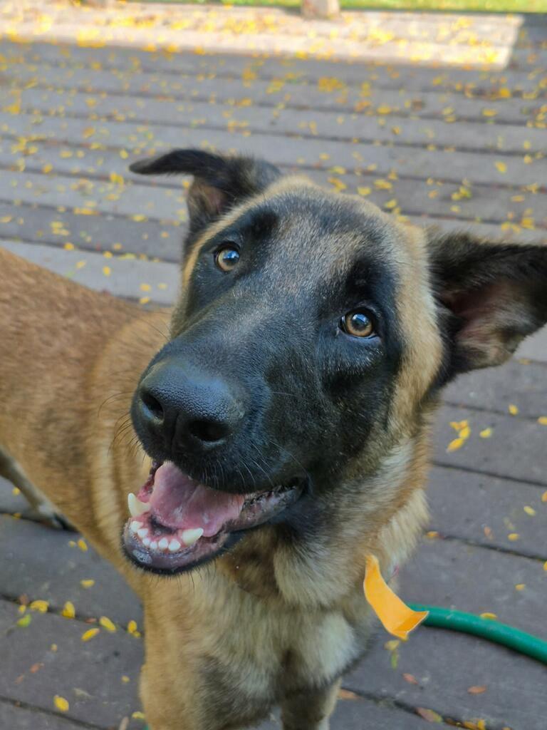 Enlarge Rupert, a Adoptable Shepherd in Hillside, IL image 3/3
