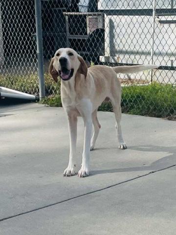 Bronco, Adoptable, Adult Male American Foxhound.