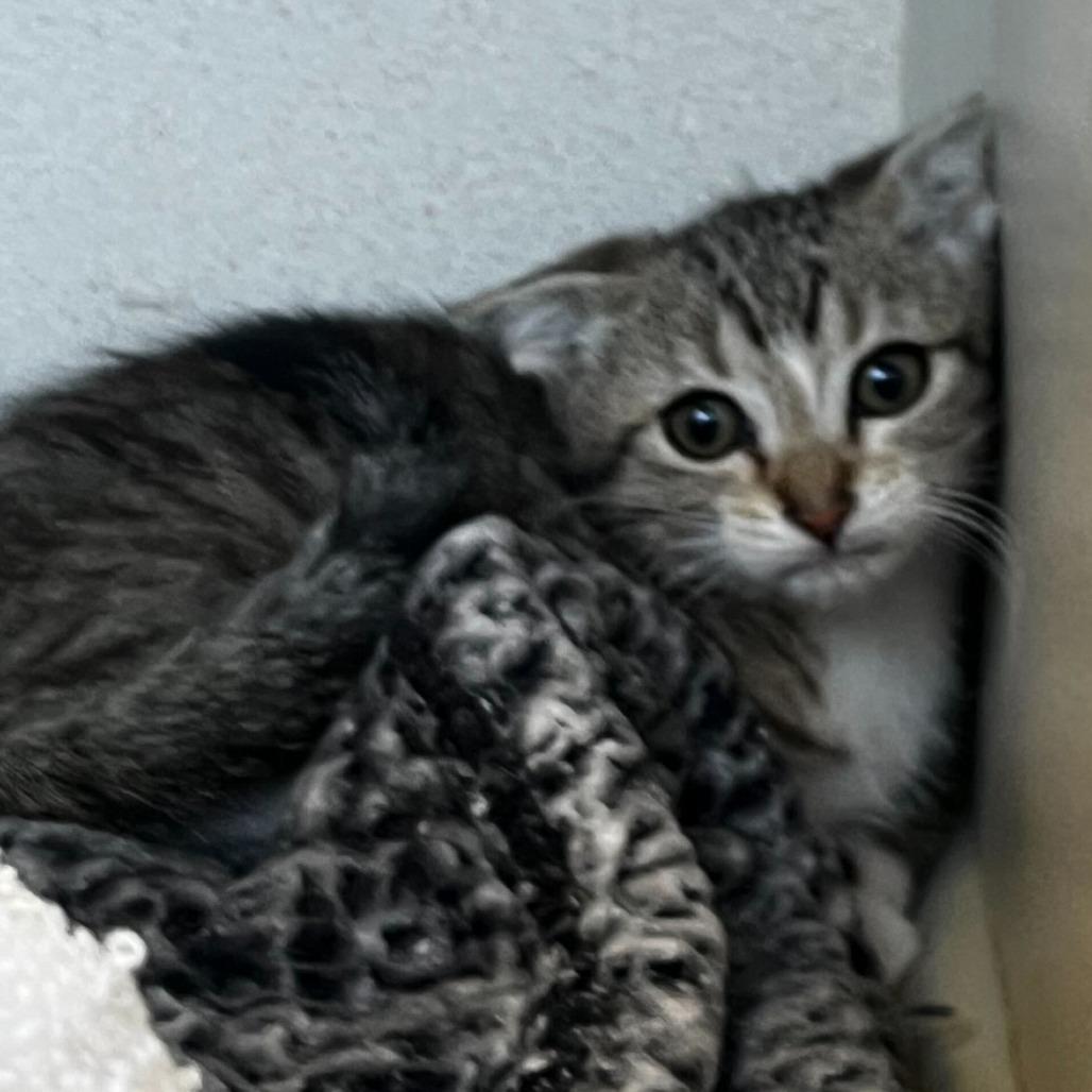 Dragonfly (26-2A-3), a Adoptable Domestic Short Hair in Rifle, CO image 1/2