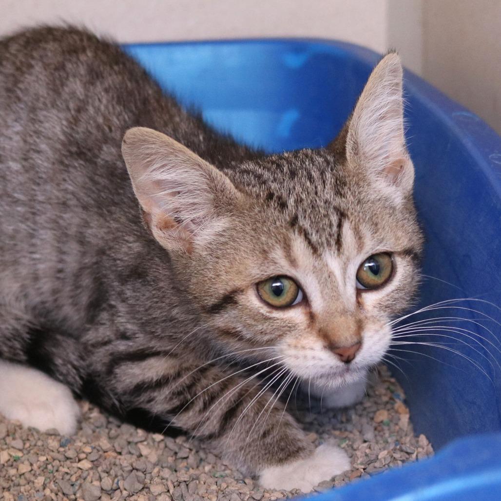 Dragonfly (26-2A-3), a Adoptable Domestic Short Hair in Rifle, CO image 2/2