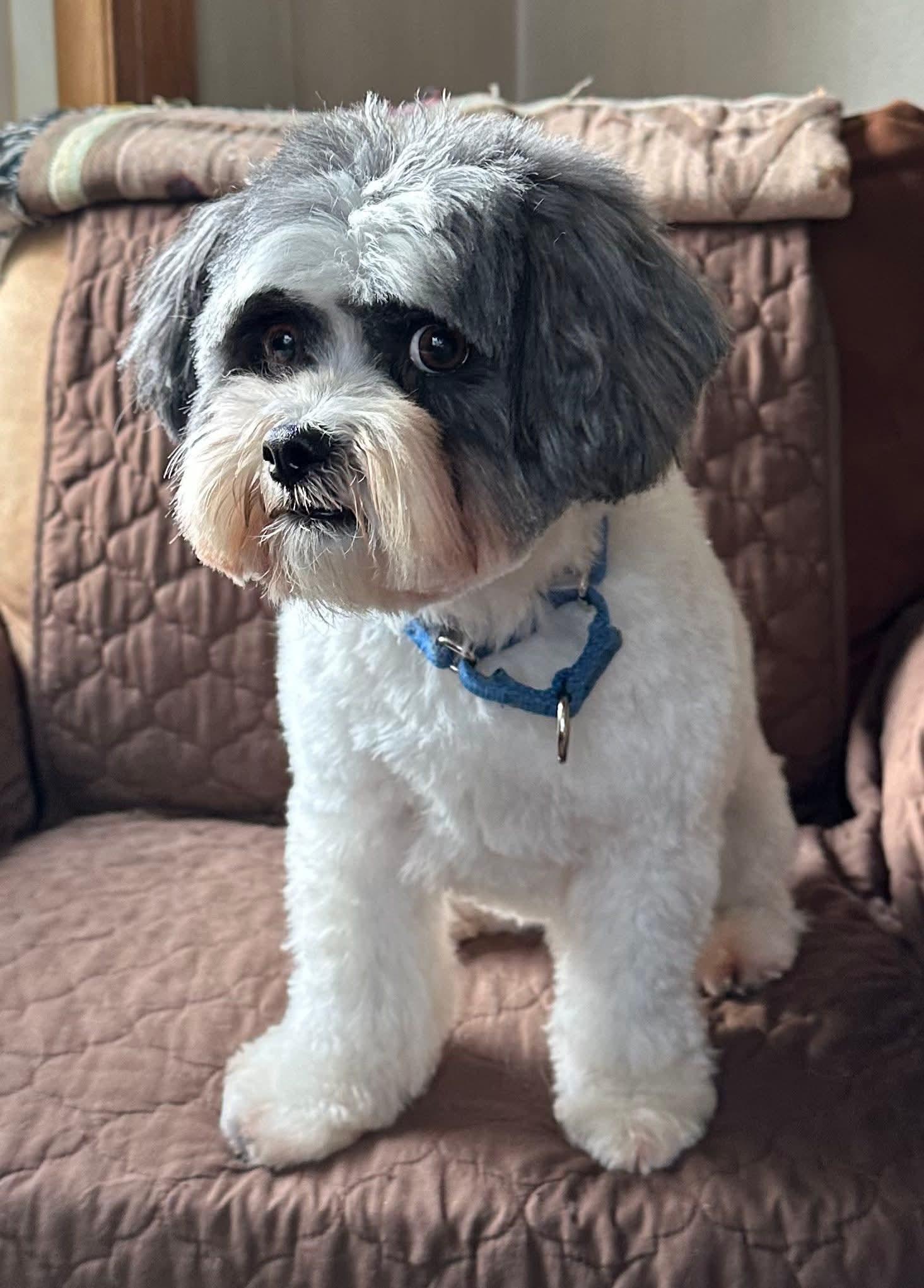 Enlarge MOOSE  $200, an adoptable mixed breed in Milwaukee, WI image 4/5