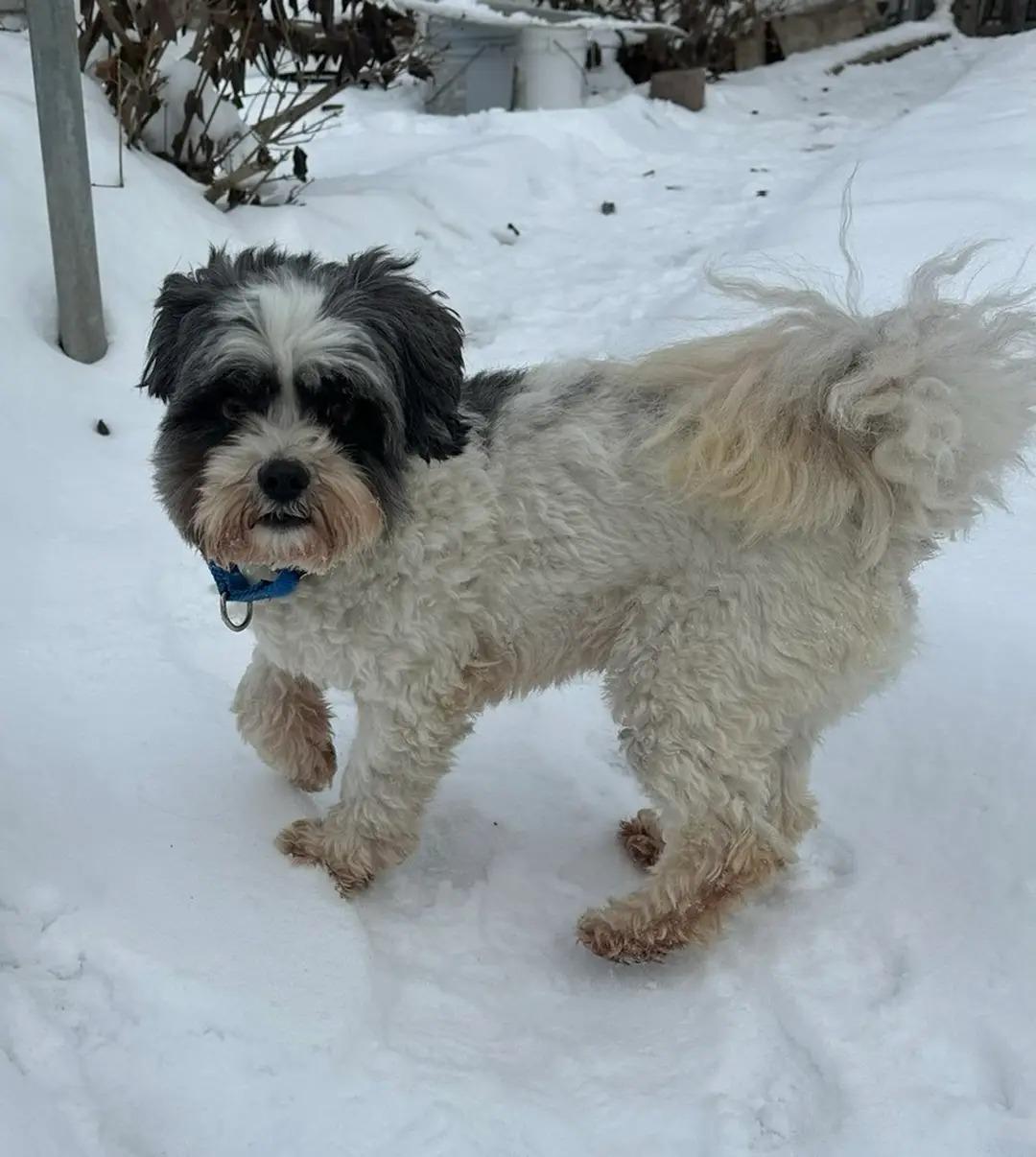 MOOSE $375, a ADOPTABLE mixed breed in Milwaukee, WI image 1/5