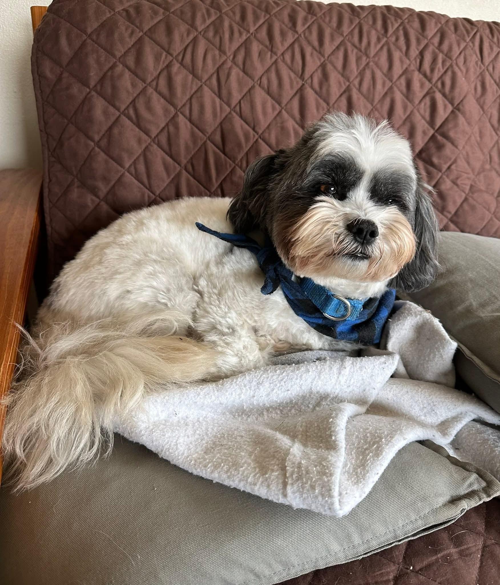 Enlarge MOOSE  $200, an adoptable mixed breed in Milwaukee, WI image 2/5