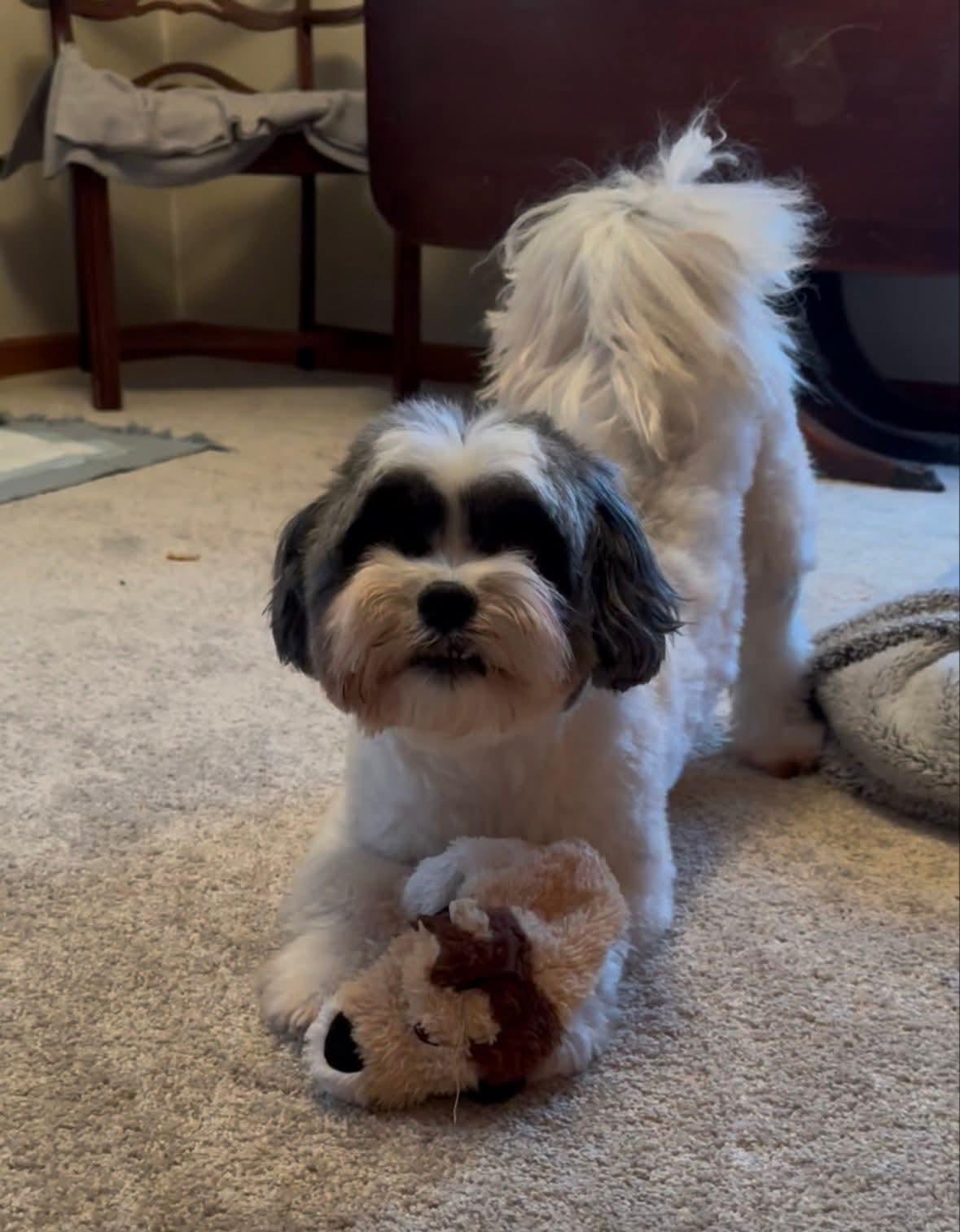 Enlarge MOOSE  $200, an adoptable mixed breed in Milwaukee, WI image 3/5