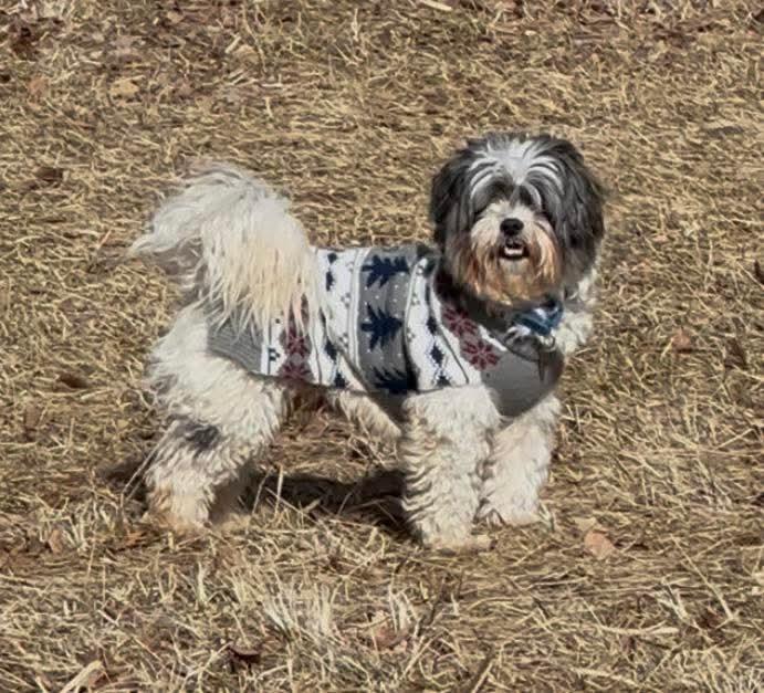 MOOSE  $200, ADOPTABLE, Adult Male Shih Tzu.