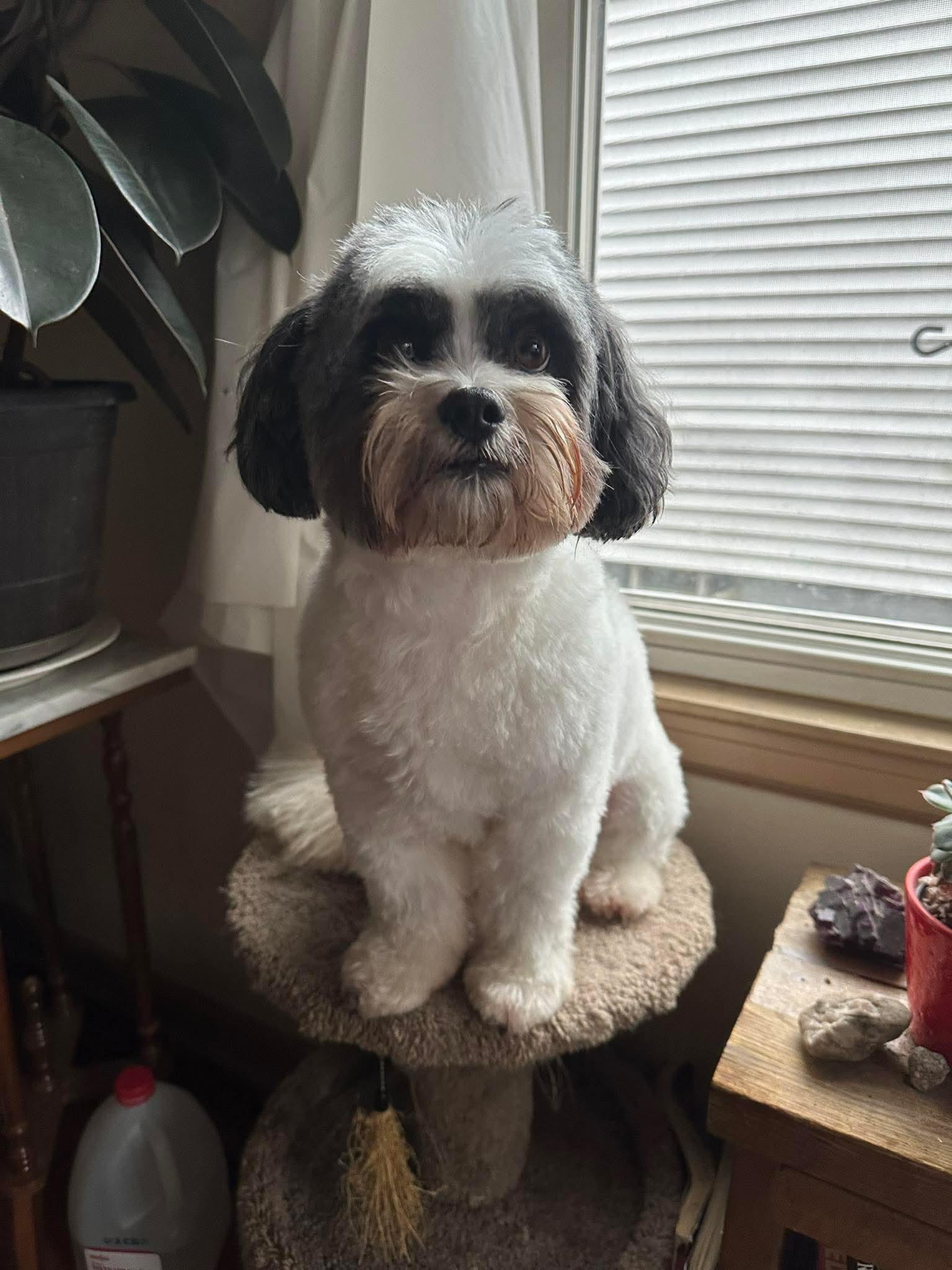 Enlarge MOOSE  $200, an adoptable mixed breed in Milwaukee, WI image 1/5