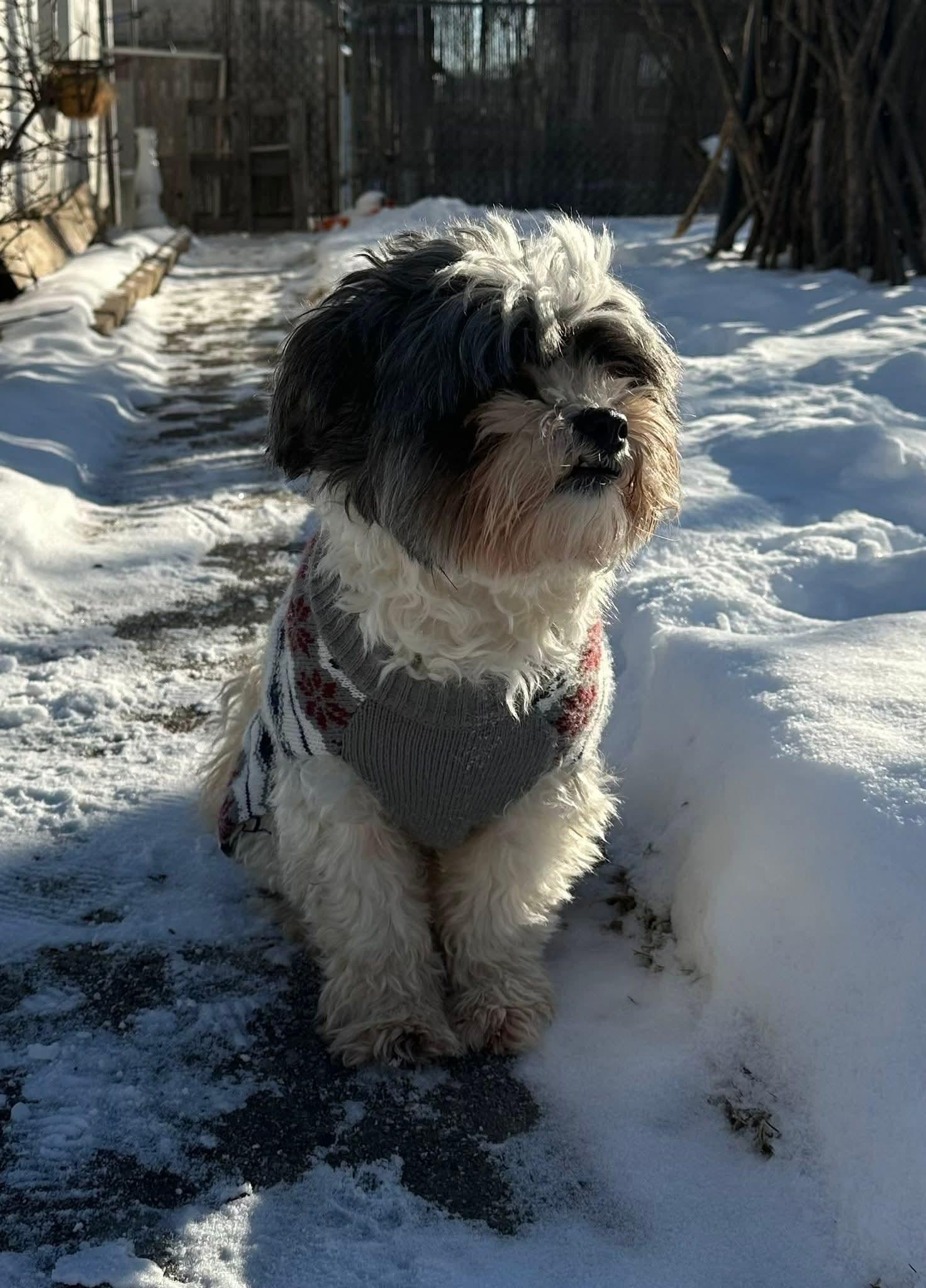 Enlarge MOOSE  $200, a ADOPTABLE mixed breed in Milwaukee, WI image 6/6