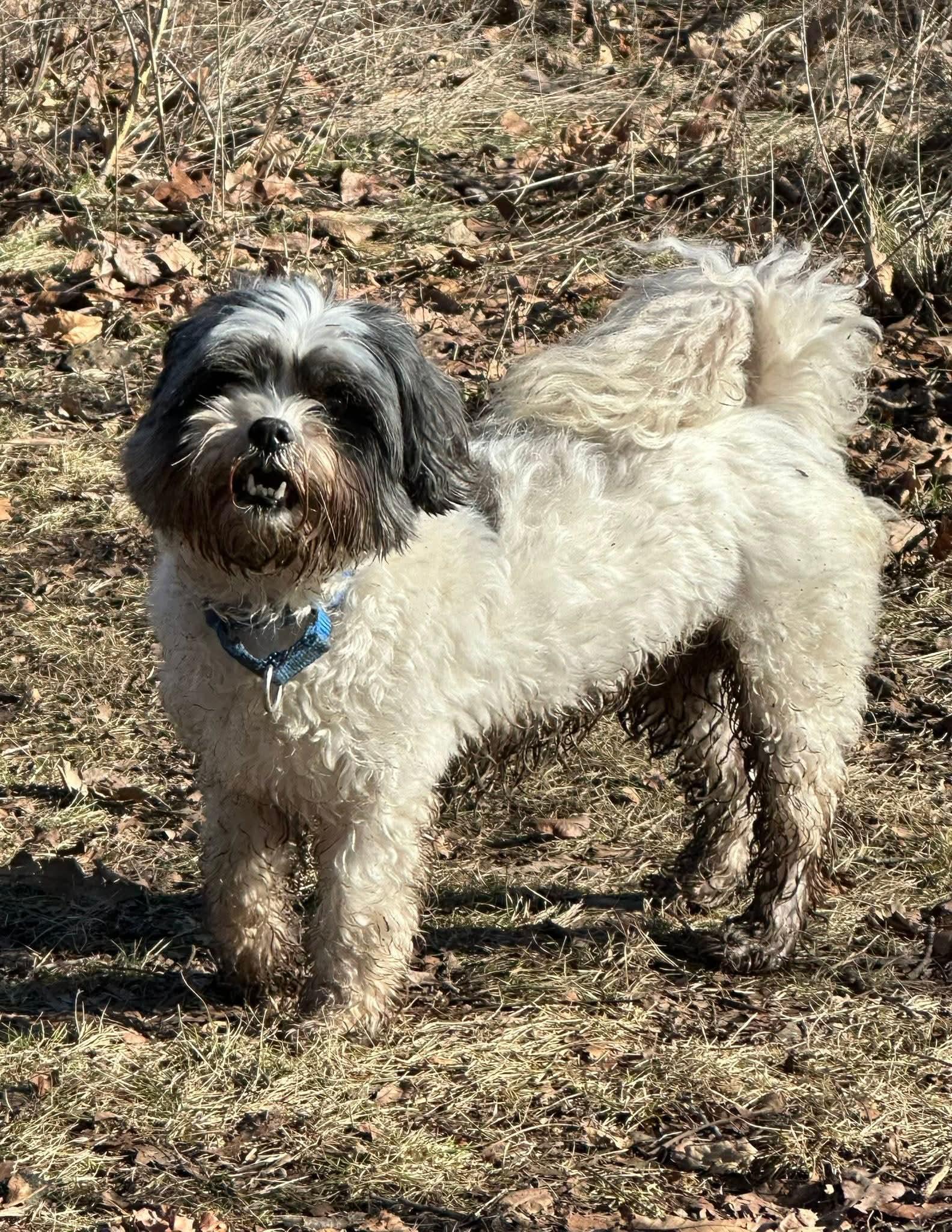 MOOSE  $375, ADOPTABLE, Adult Male Shih Tzu.