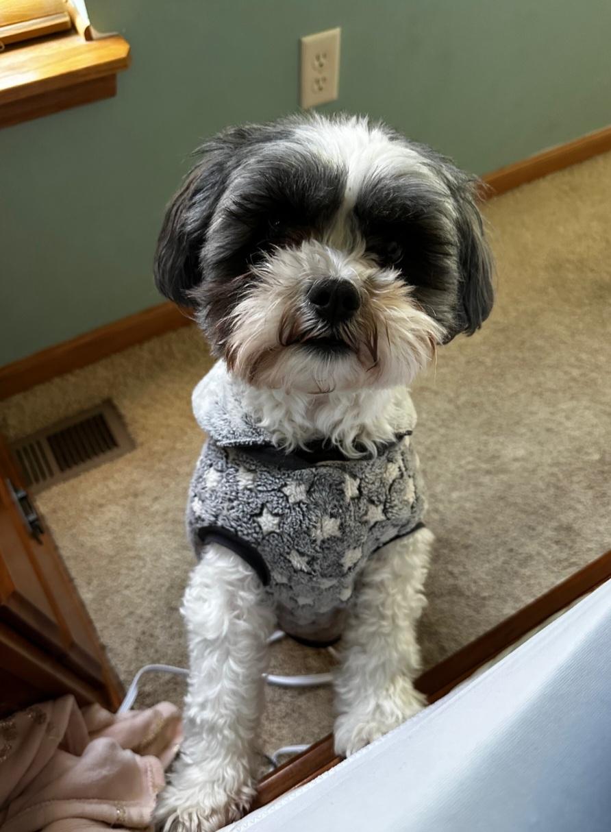 MOOSE $375, a ADOPTABLE mixed breed in Milwaukee, WI image 2/5