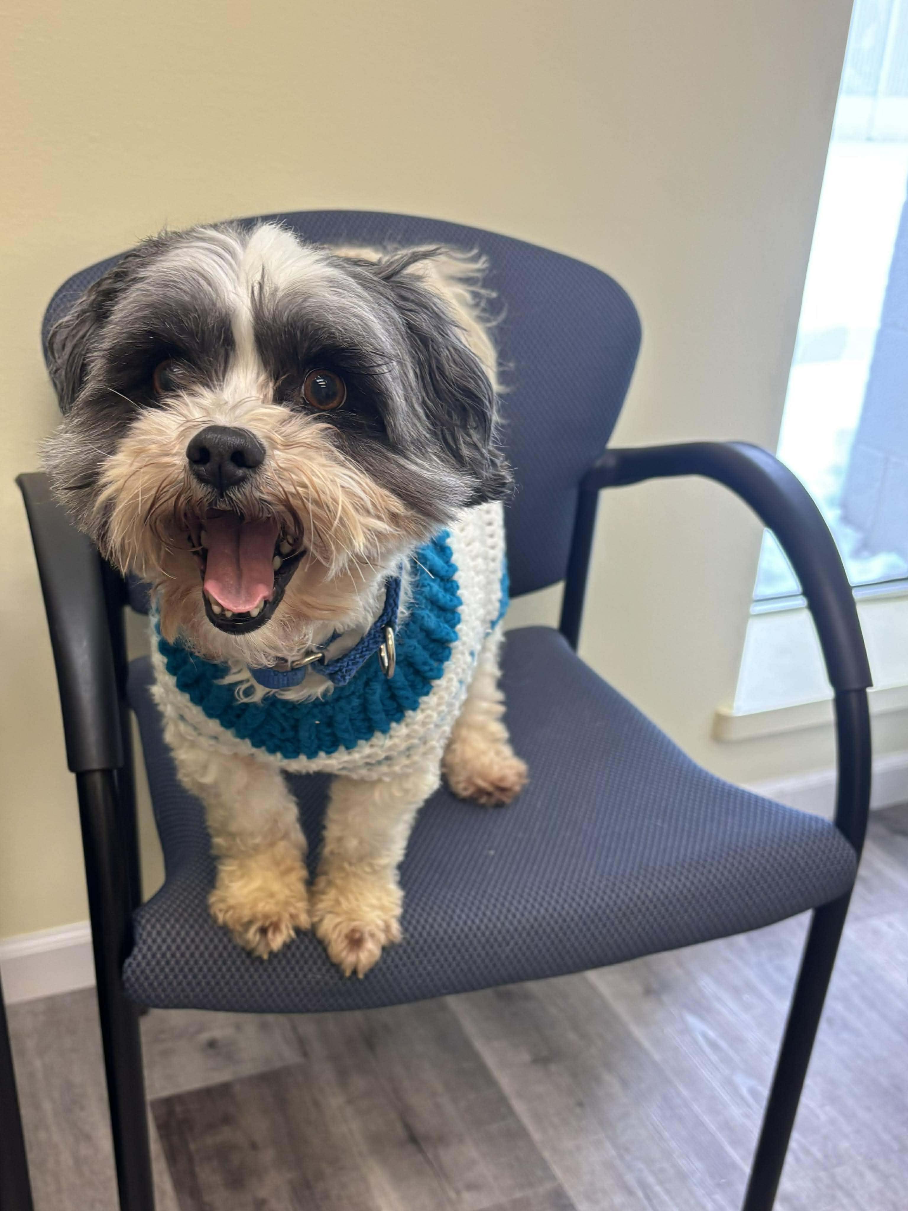 MOOSE $375, a ADOPTABLE mixed breed in Milwaukee, WI image 3/5