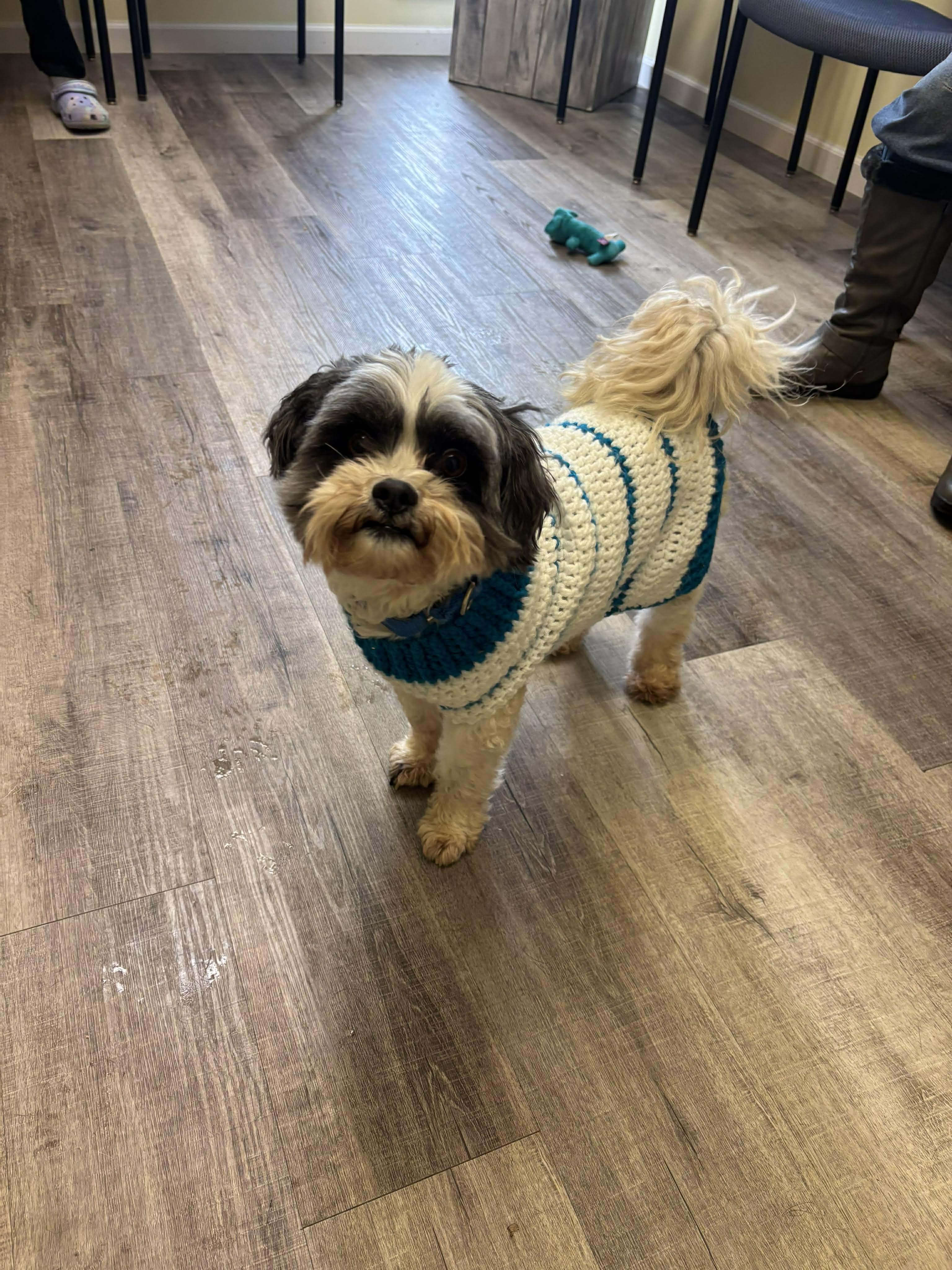 MOOSE $375, a ADOPTABLE mixed breed in Milwaukee, WI image 4/5