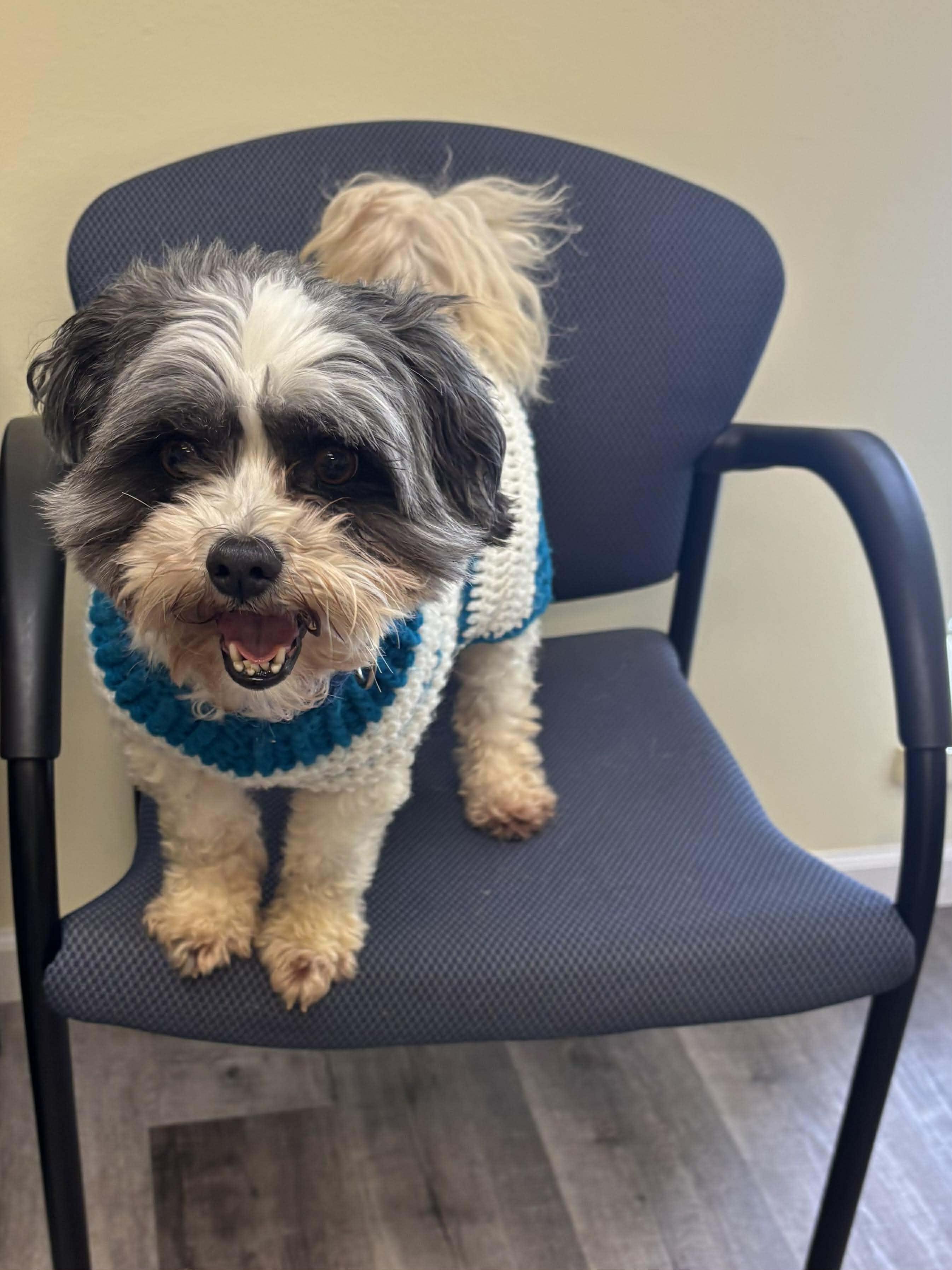 MOOSE $375, a ADOPTABLE mixed breed in Milwaukee, WI image 5/5