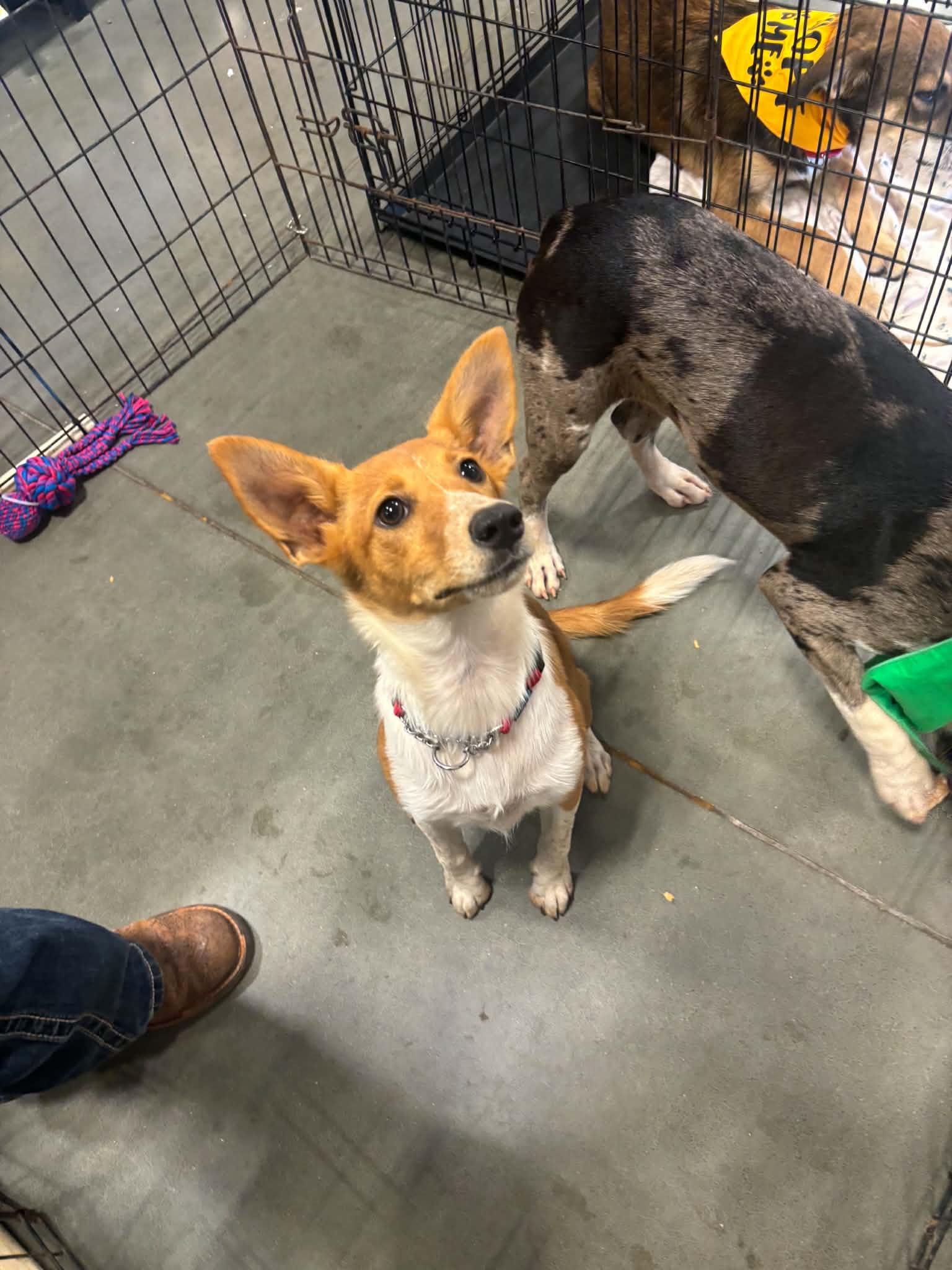 Enlarge Tinkerbell, a Adoptable mixed breed in Meeker, OK image 1/3
