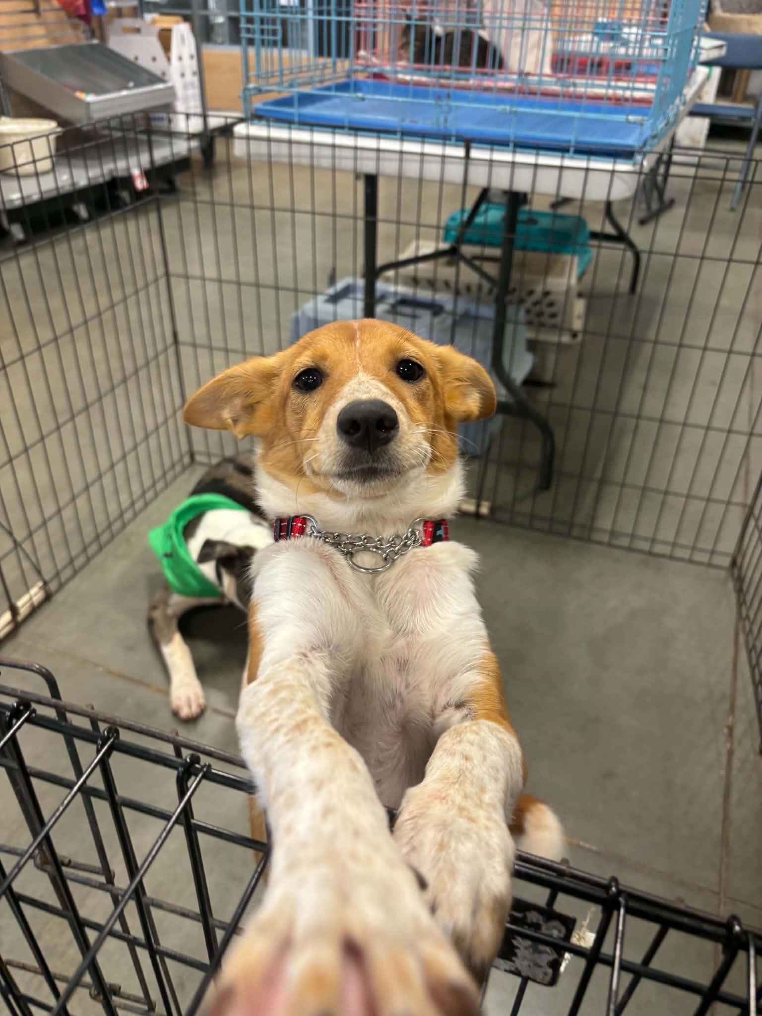Enlarge Tinkerbell, a Adoptable mixed breed in Meeker, OK image 2/3