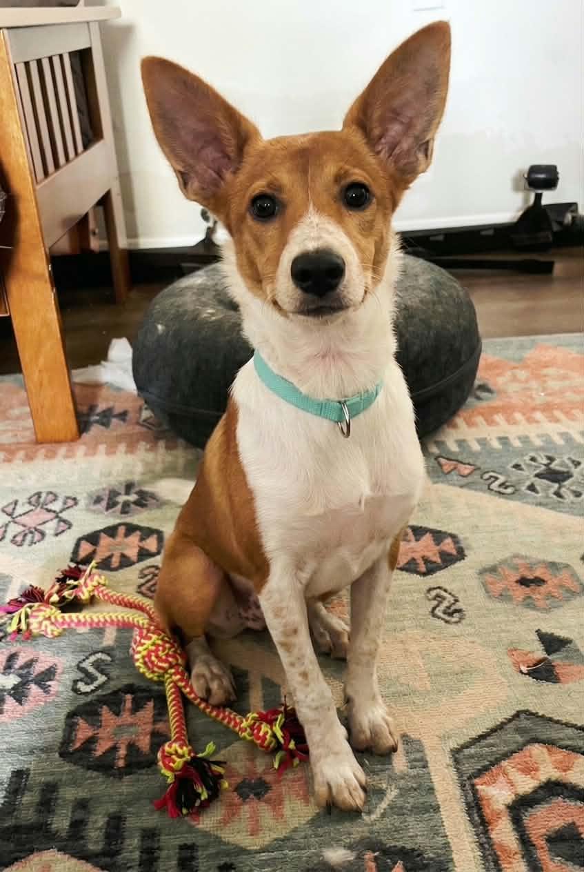 Enlarge Tinkerbell, a Adoptable mixed breed in Meeker, OK image 3/3