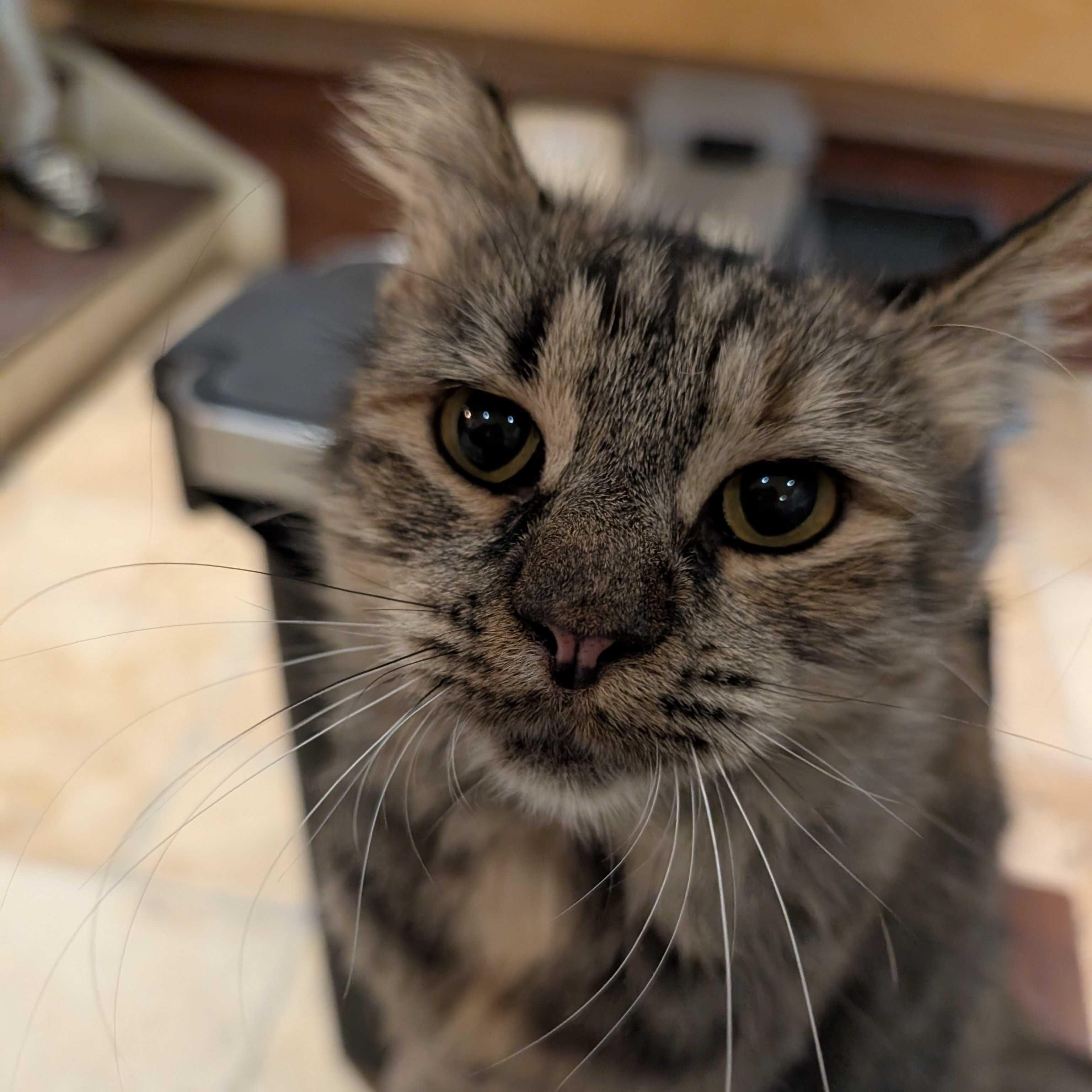 Enlarge Mabel, a Adoptable Domestic Long Hair in East Brunswick, NJ image 5/6