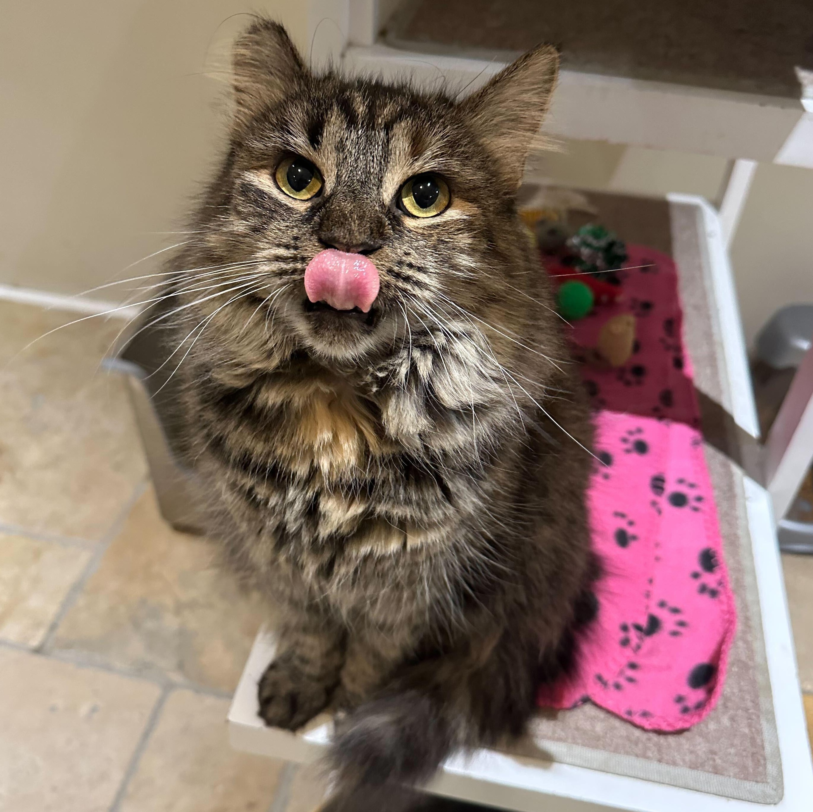 Enlarge Mabel, a Adoptable Domestic Long Hair in East Brunswick, NJ image 1/6