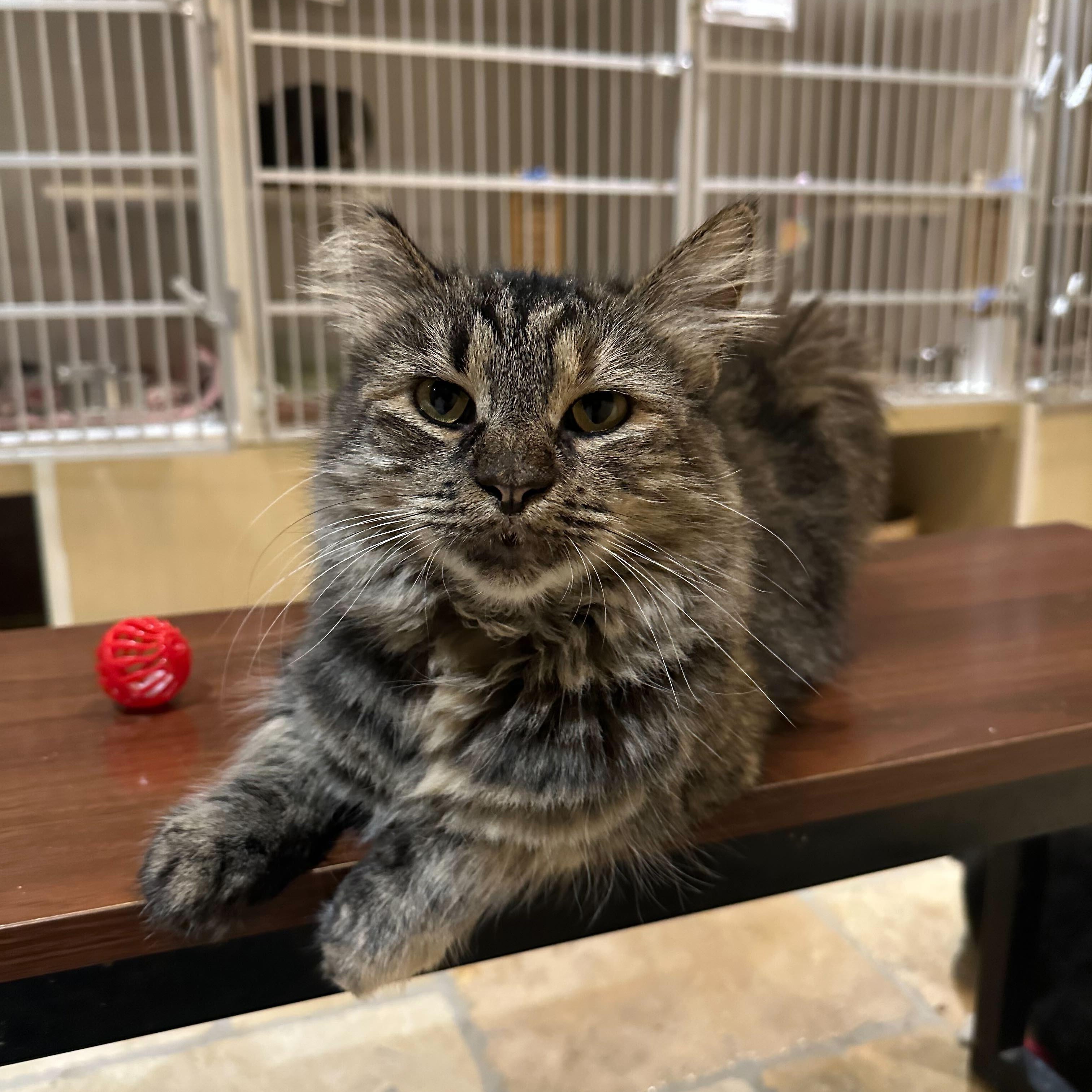 Enlarge Mabel, a Adoptable Domestic Long Hair in East Brunswick, NJ image 3/6