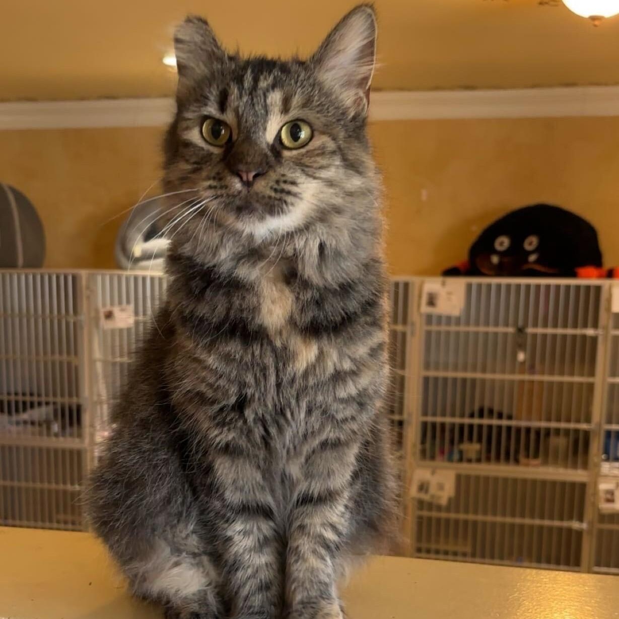 Enlarge Mabel, a Adoptable Domestic Long Hair in East Brunswick, NJ image 2/6
