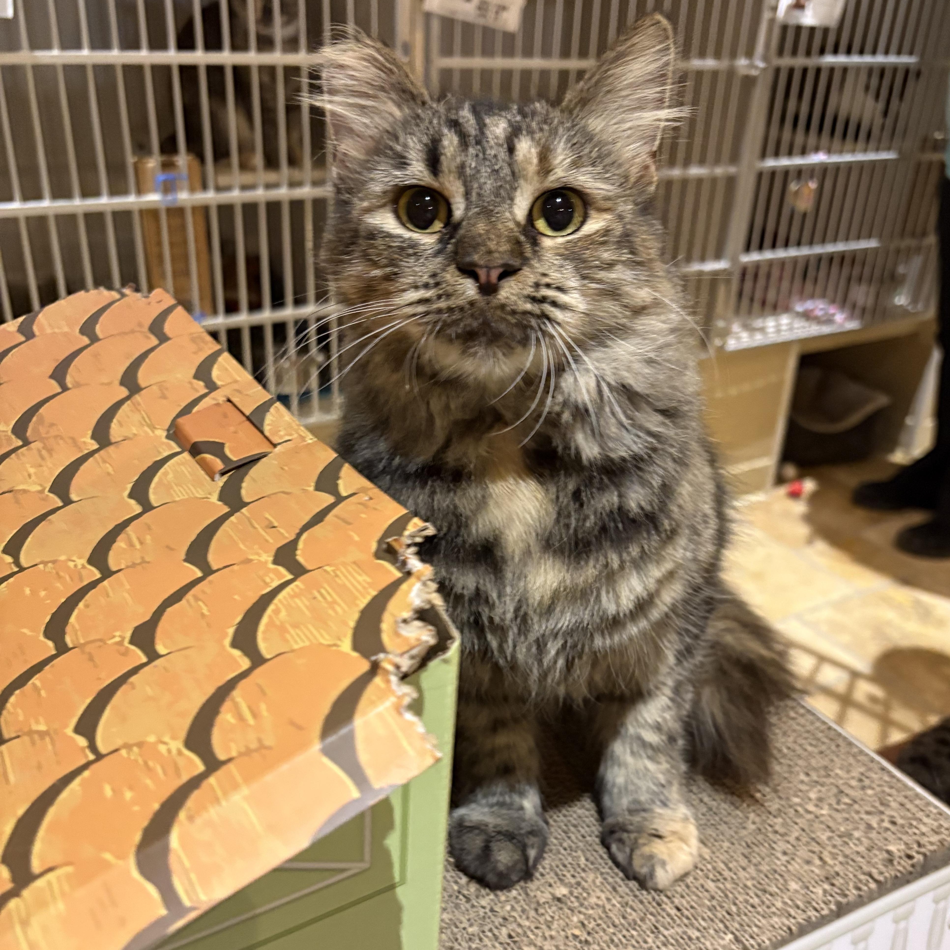 Enlarge Mabel, a Adoptable Domestic Long Hair in East Brunswick, NJ image 6/6