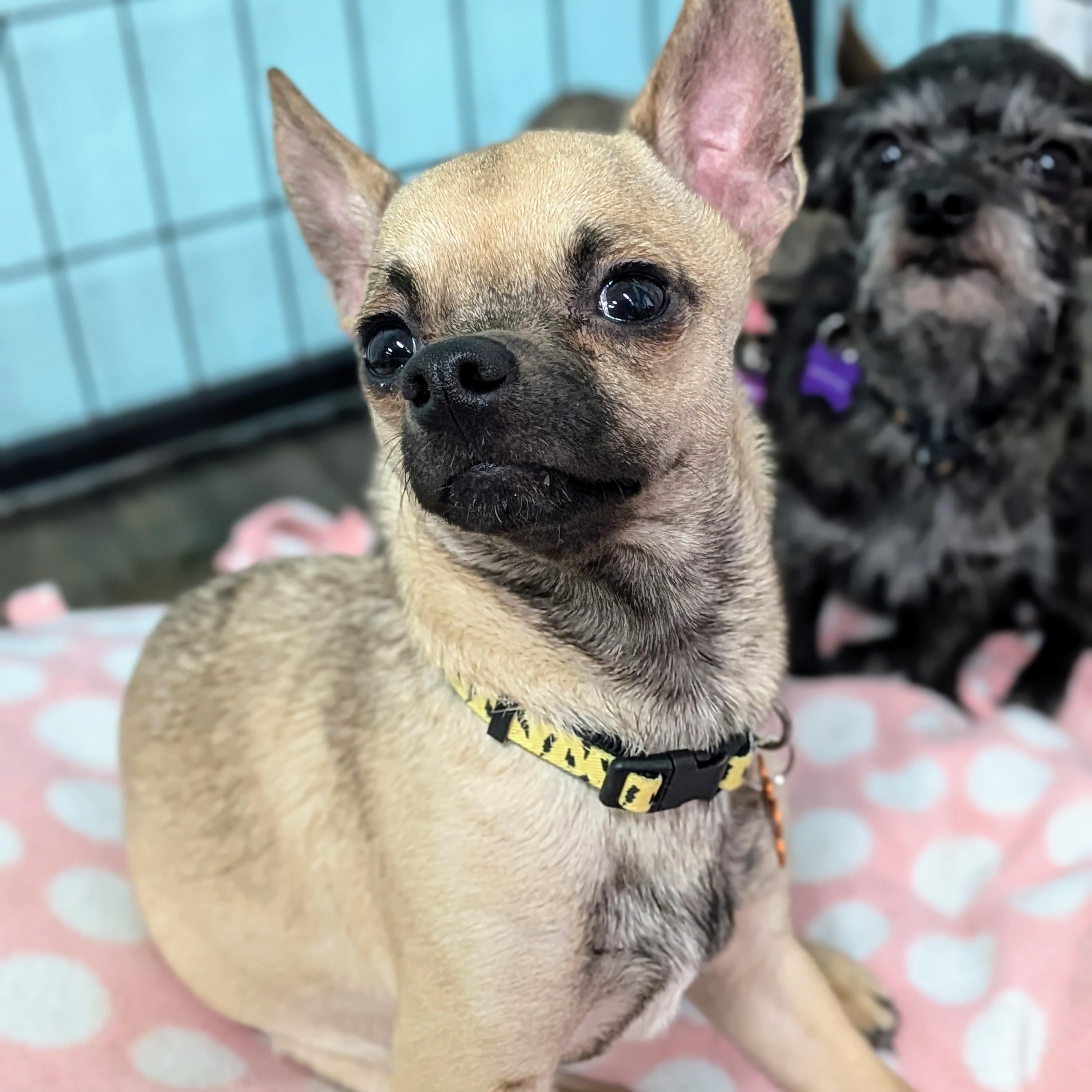 Maple, adopted, Adult Female Chihuahua.