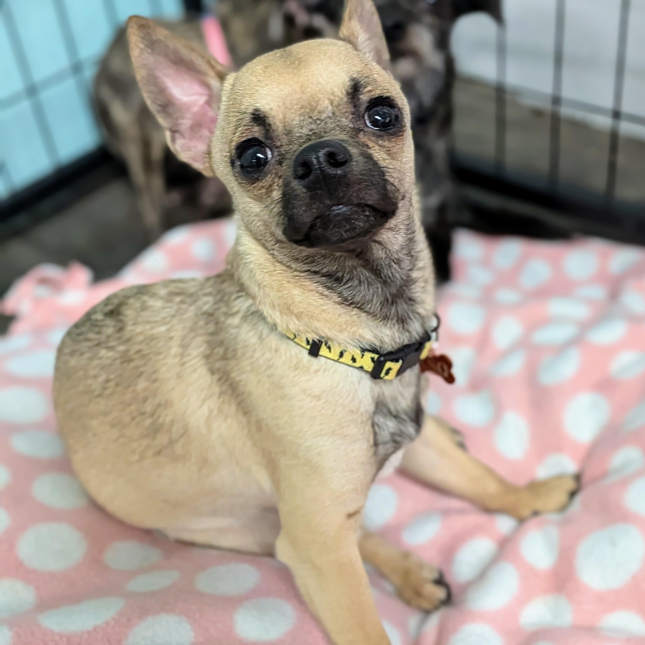 Enlarge Maple, an adopted mixed breed in St. George, UT image 3/4