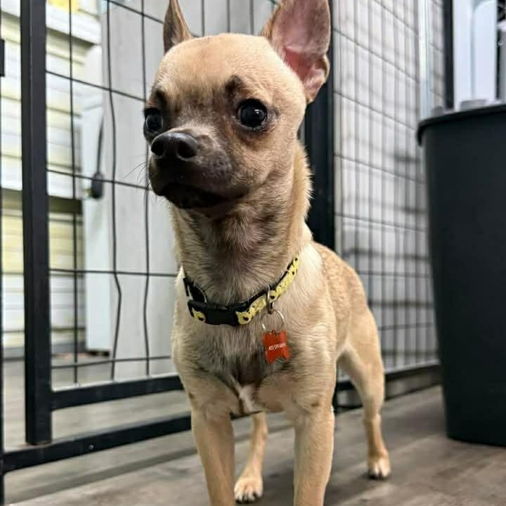 Enlarge Maple, an adopted mixed breed in St. George, UT image 4/4