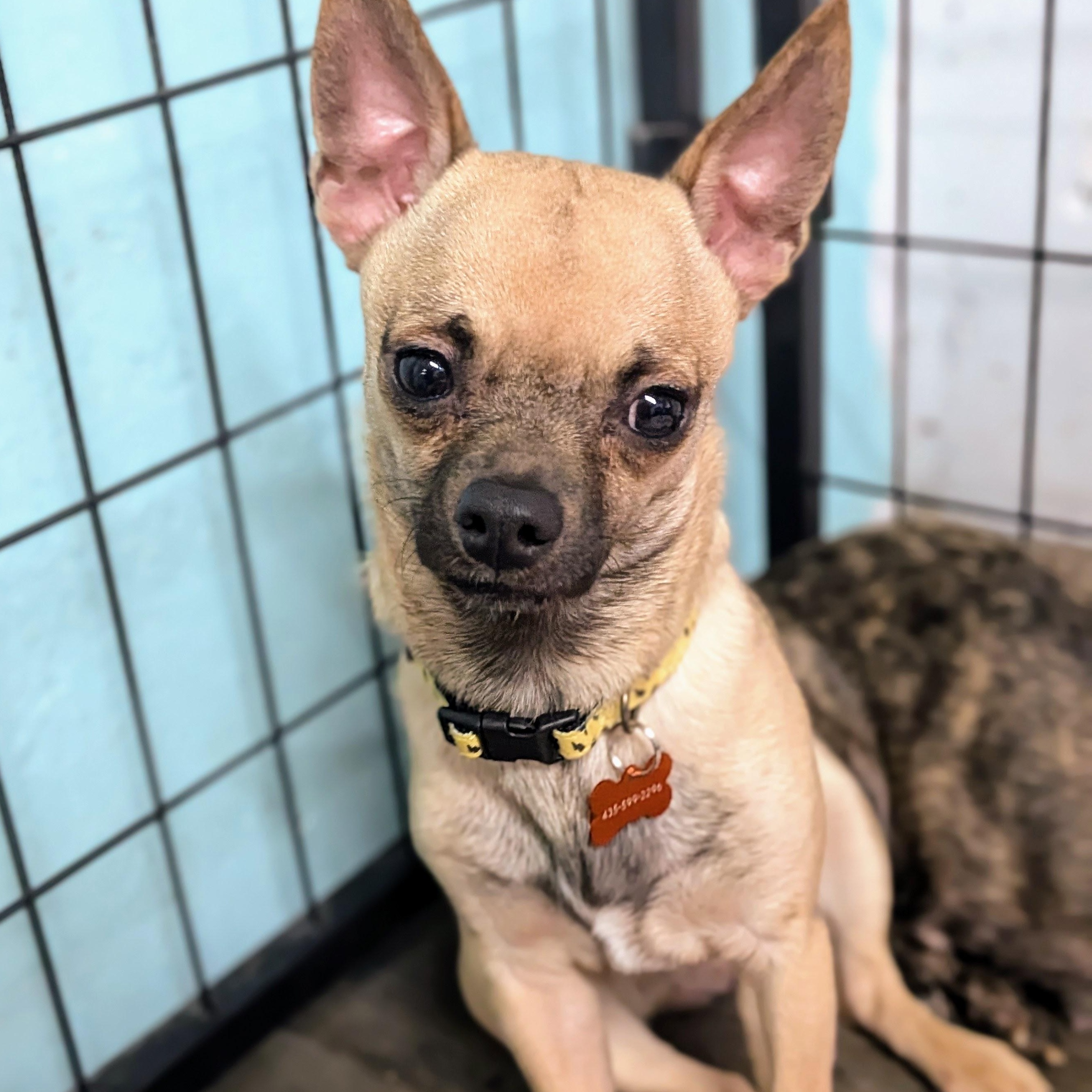 Enlarge Maple, an adopted mixed breed in St. George, UT image 2/4