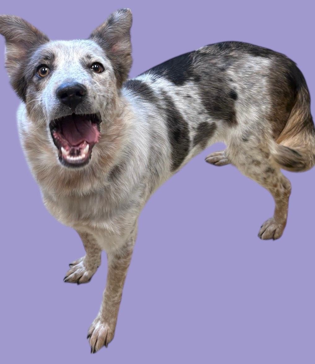 June, adopted, Adult Female Australian Cattle Dog / Blue Heeler.