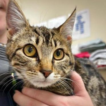 Mittens, Adoptable, Kitten Female Domestic Short Hair & Domestic Short Hair.