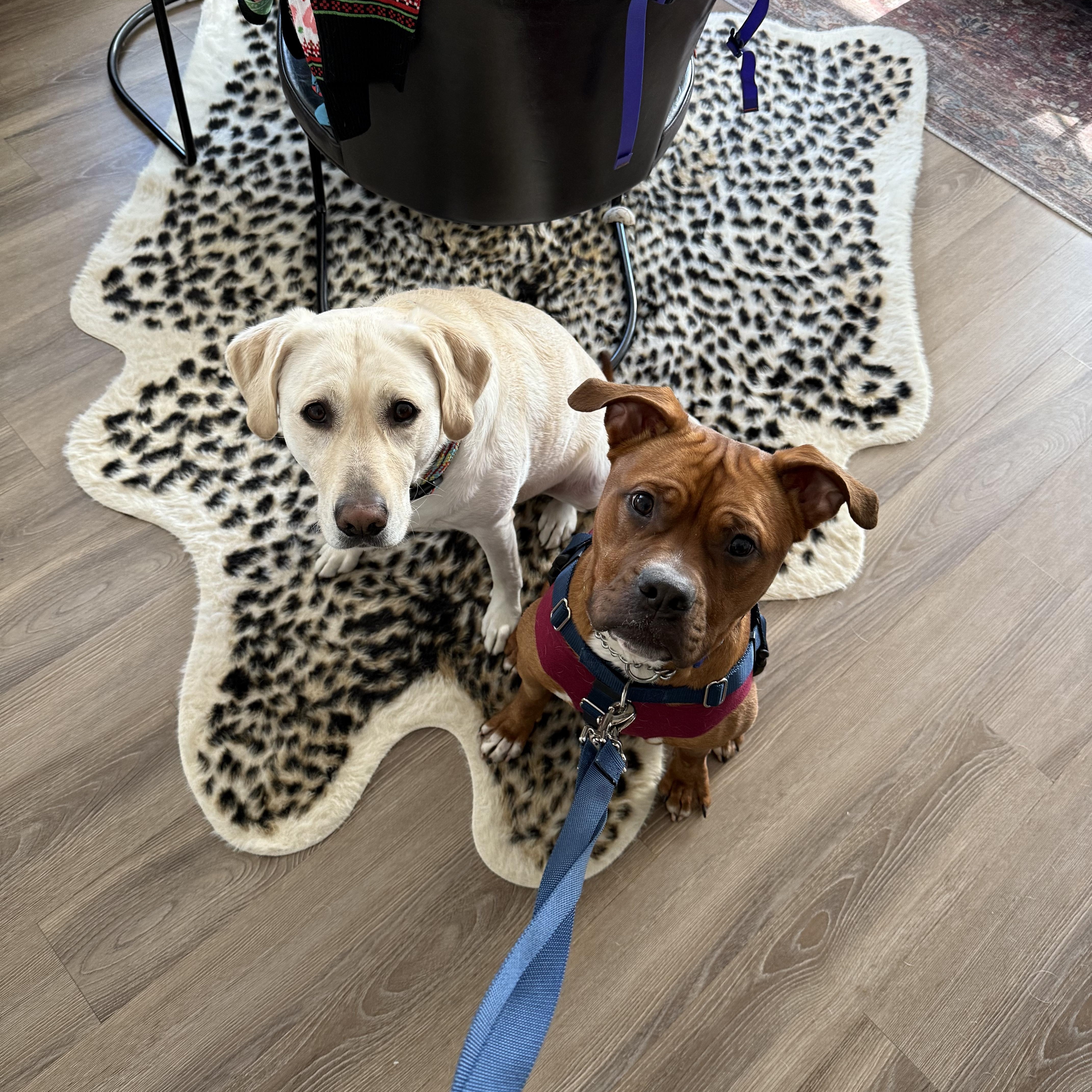 Enlarge Archer, a ADOPTABLE mixed breed in New York, NY image 3/6