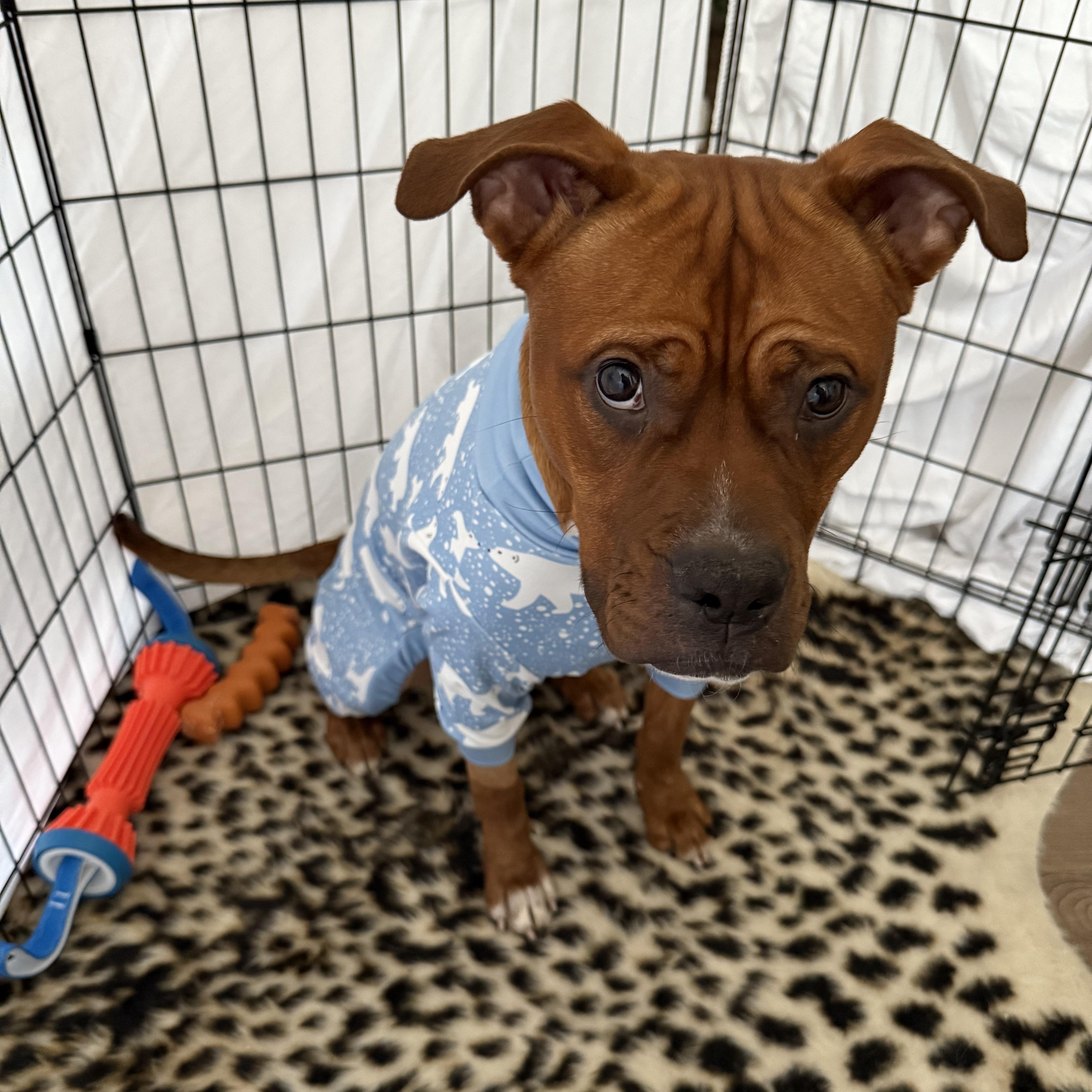 Enlarge Archer, a ADOPTABLE mixed breed in New York, NY image 2/6