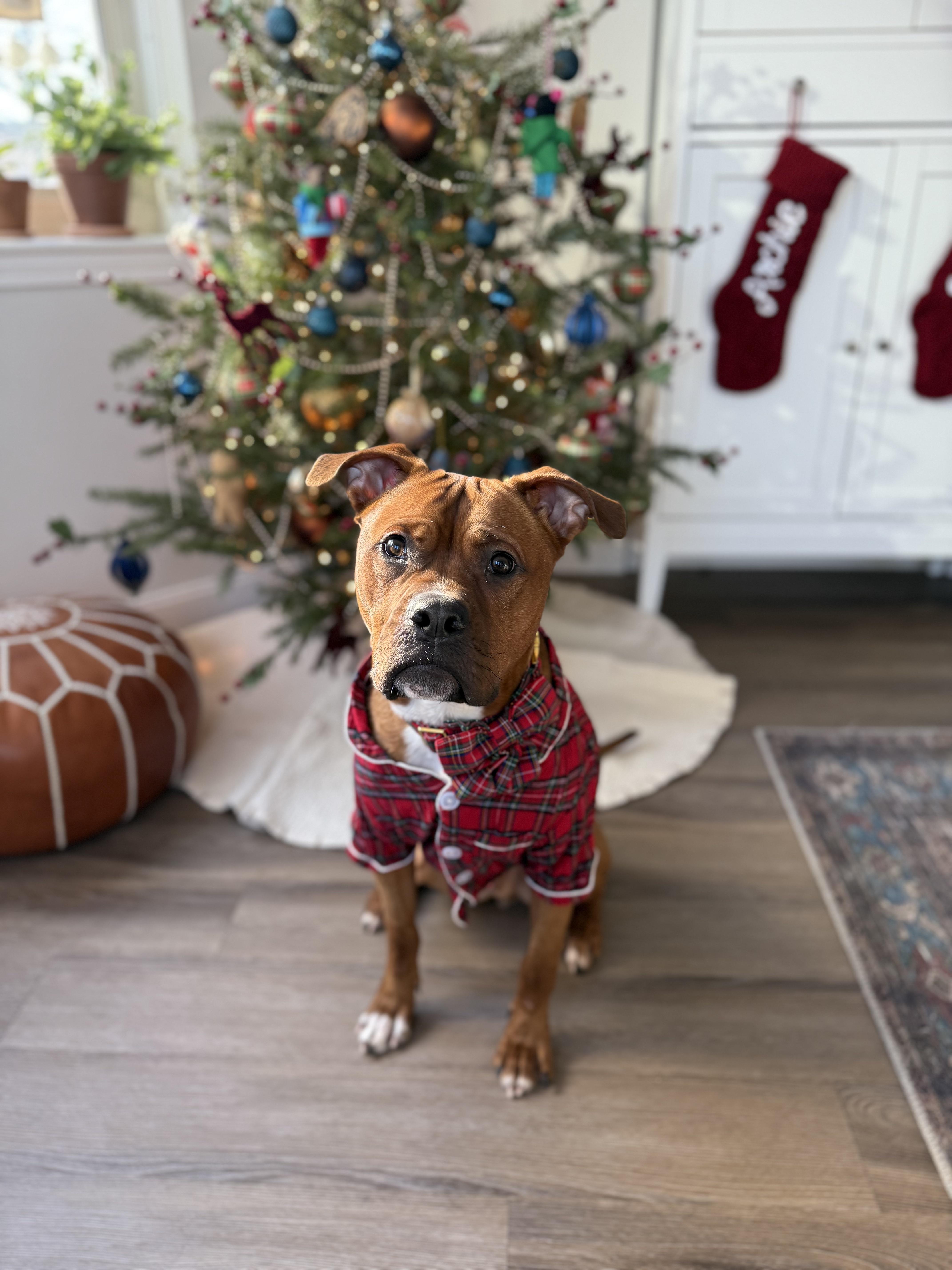 Enlarge Archer, a ADOPTABLE mixed breed in New York, NY image 5/6