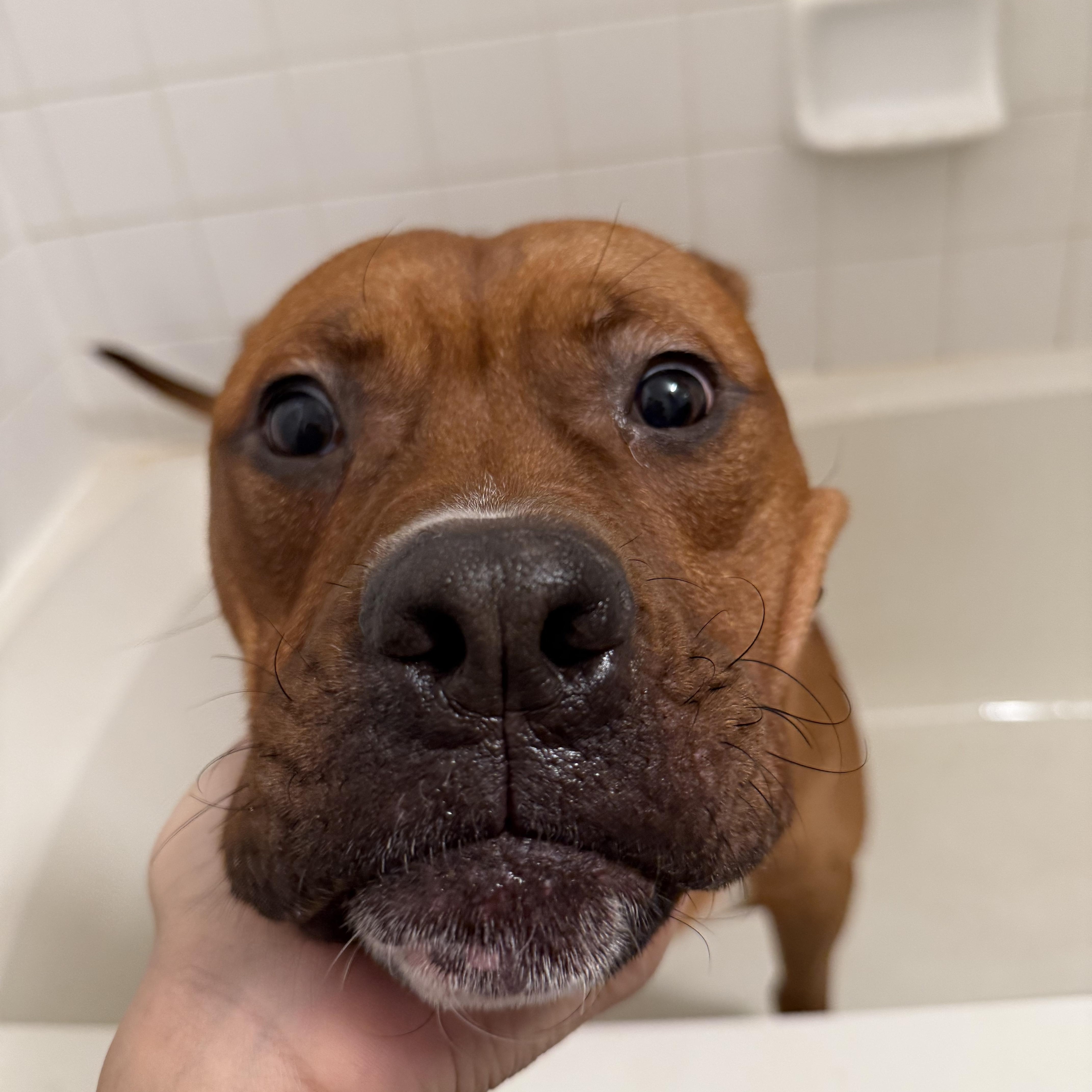 Enlarge Archer, a ADOPTABLE mixed breed in New York, NY image 4/6